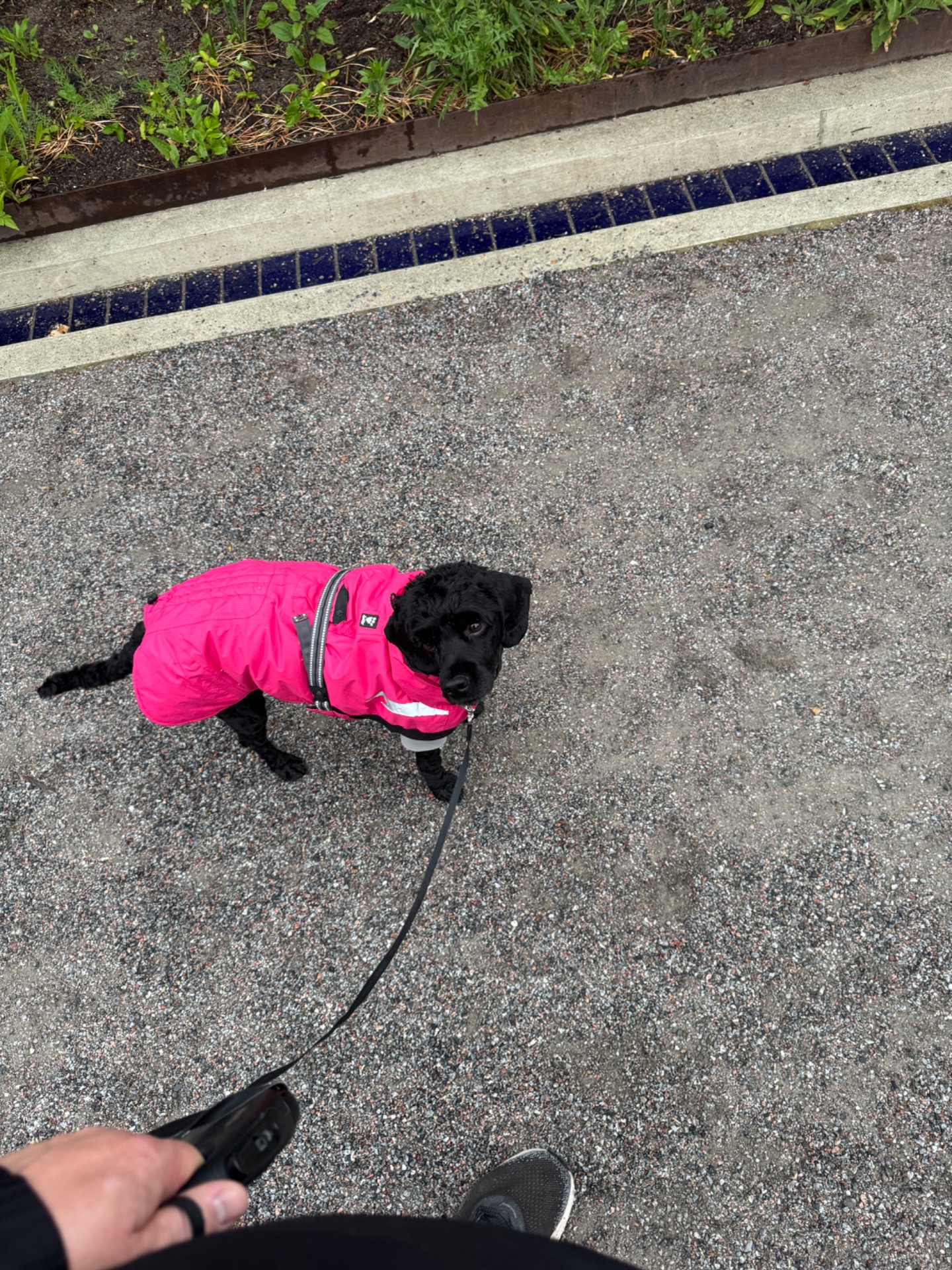 A fun walk or run with a furry companion! This adorable black dog in a bright pink jacket is getting some quality outdoor cardio time on the pavement.