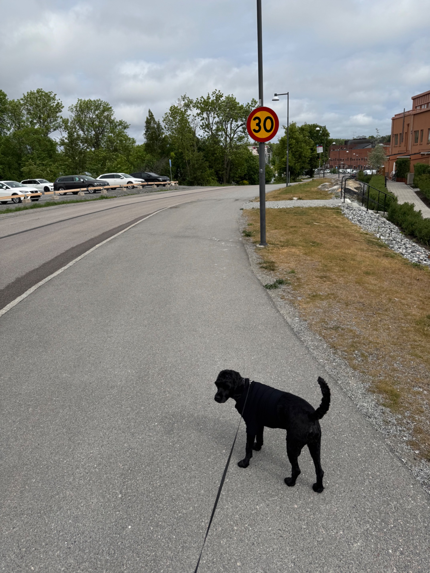 A brisk walk or light jog with your dog through an urban area. Great outdoor cardio activity that keeps both you and your furry friend active and energized!