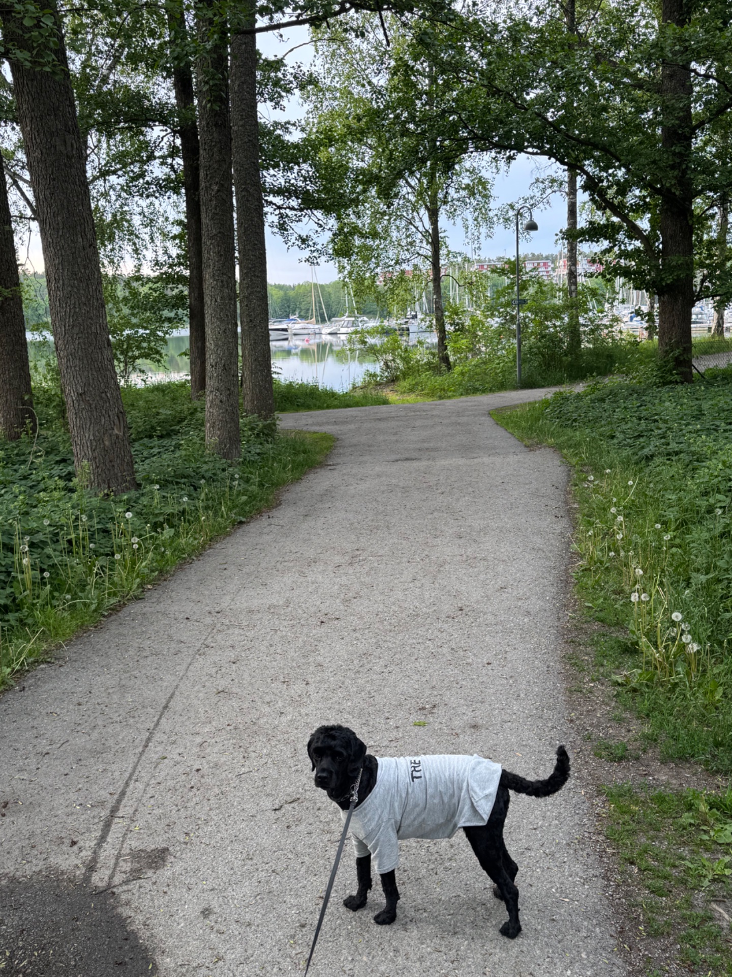A scenic walk or jog along a tree-lined path by the waterfront with sailboats in the background. Great outdoor cardio session in a beautiful natural setting!