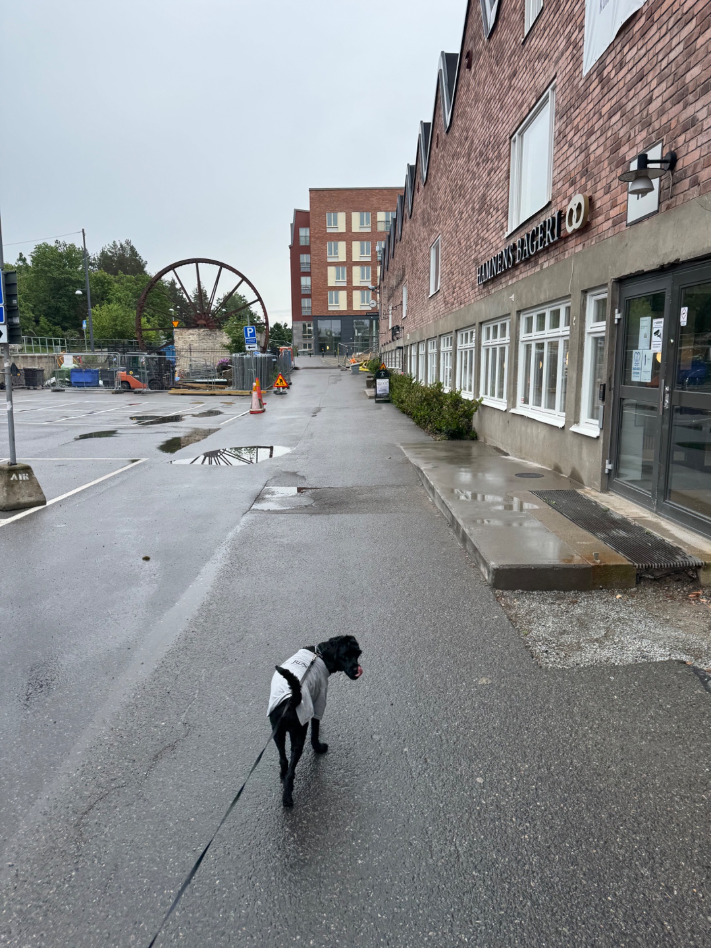 A dog walk through an urban street! This is a great low-impact cardio activity that keeps both you and your furry friend active and engaged.