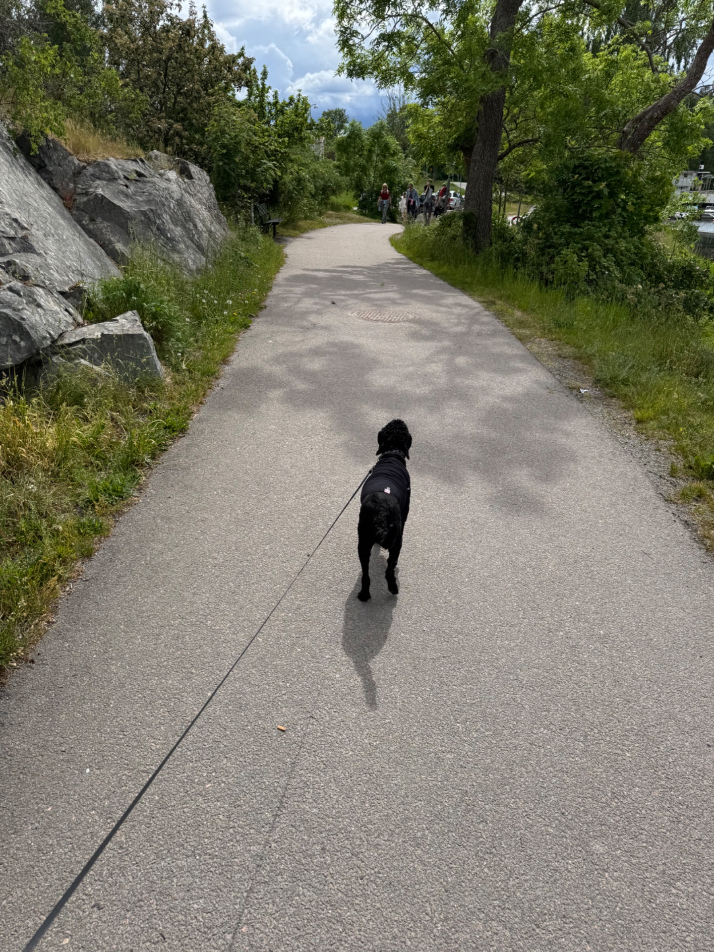 A scenic outdoor walk or hike with a dog on a beautiful tree-lined trail, featuring rocky terrain and mountain views. Great low-impact cardio in nature!