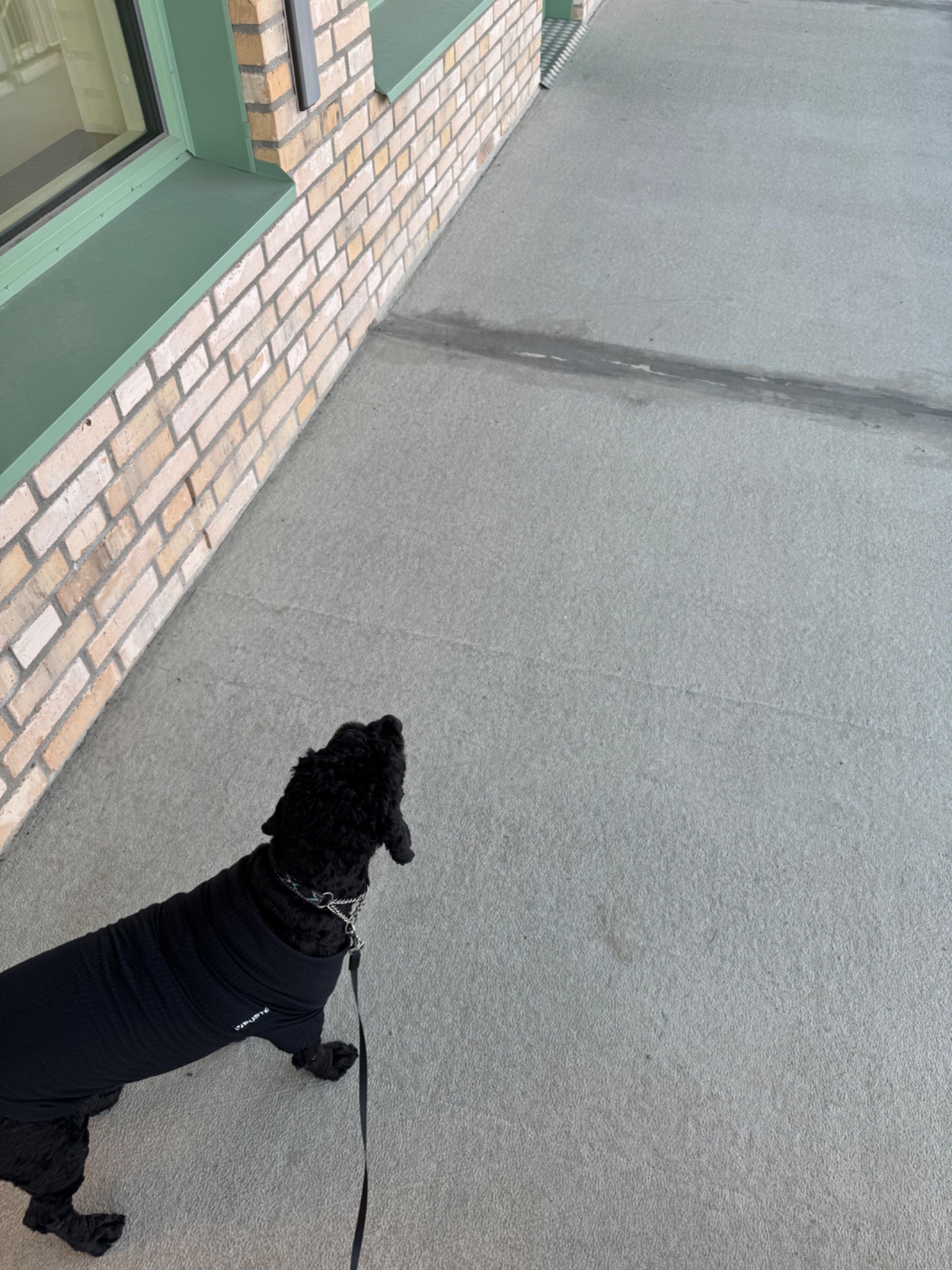A dog walk on the sidewalk! Whether it's a casual stroll or an energetic outing, walking your furry friend is a great way to get moving and enjoy some fresh air.