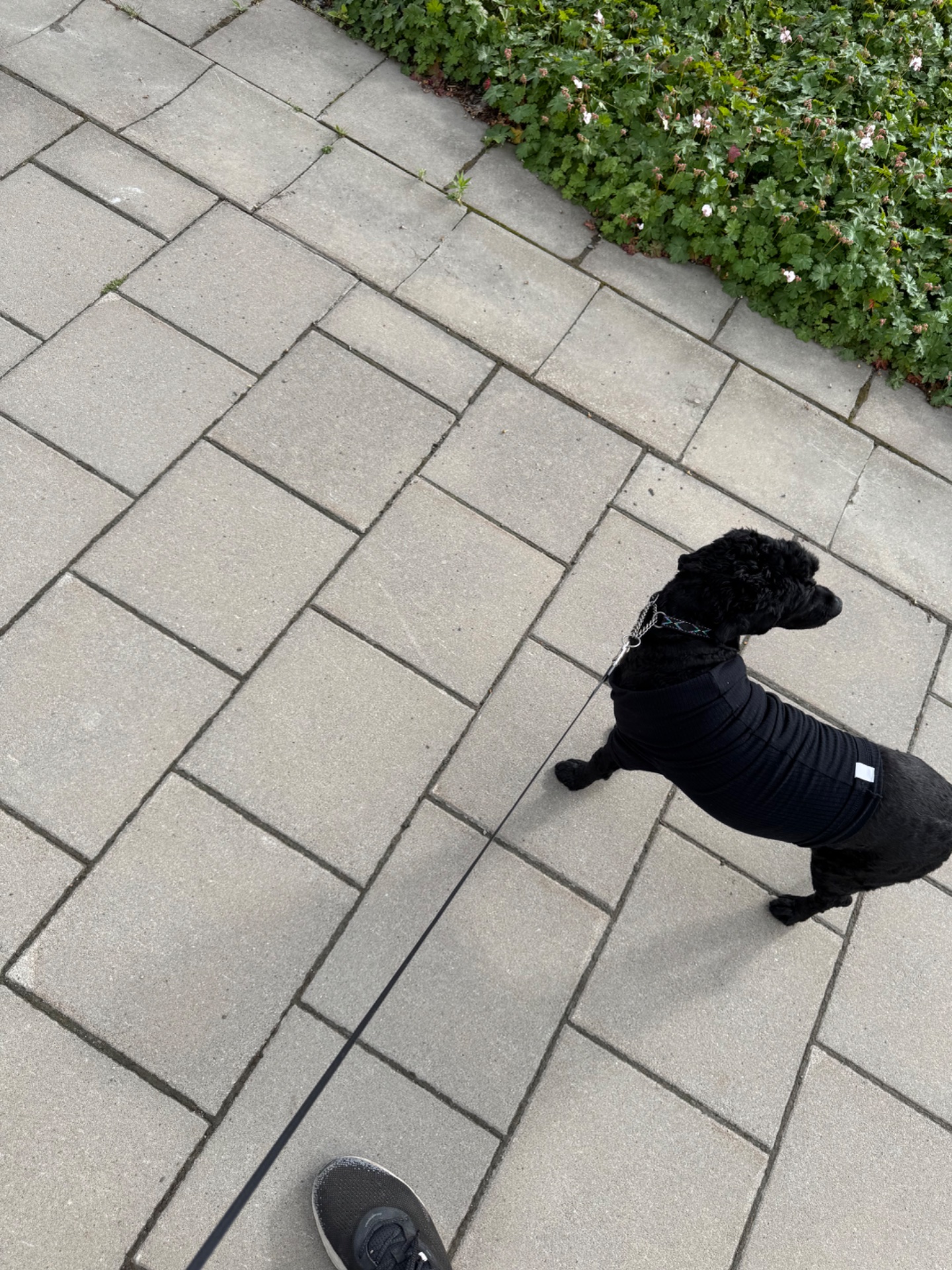 A casual walk or dog walk on a paved path! This overhead shot captures someone taking their furry companion for a stroll outdoors, combining light cardio with quality bonding time.