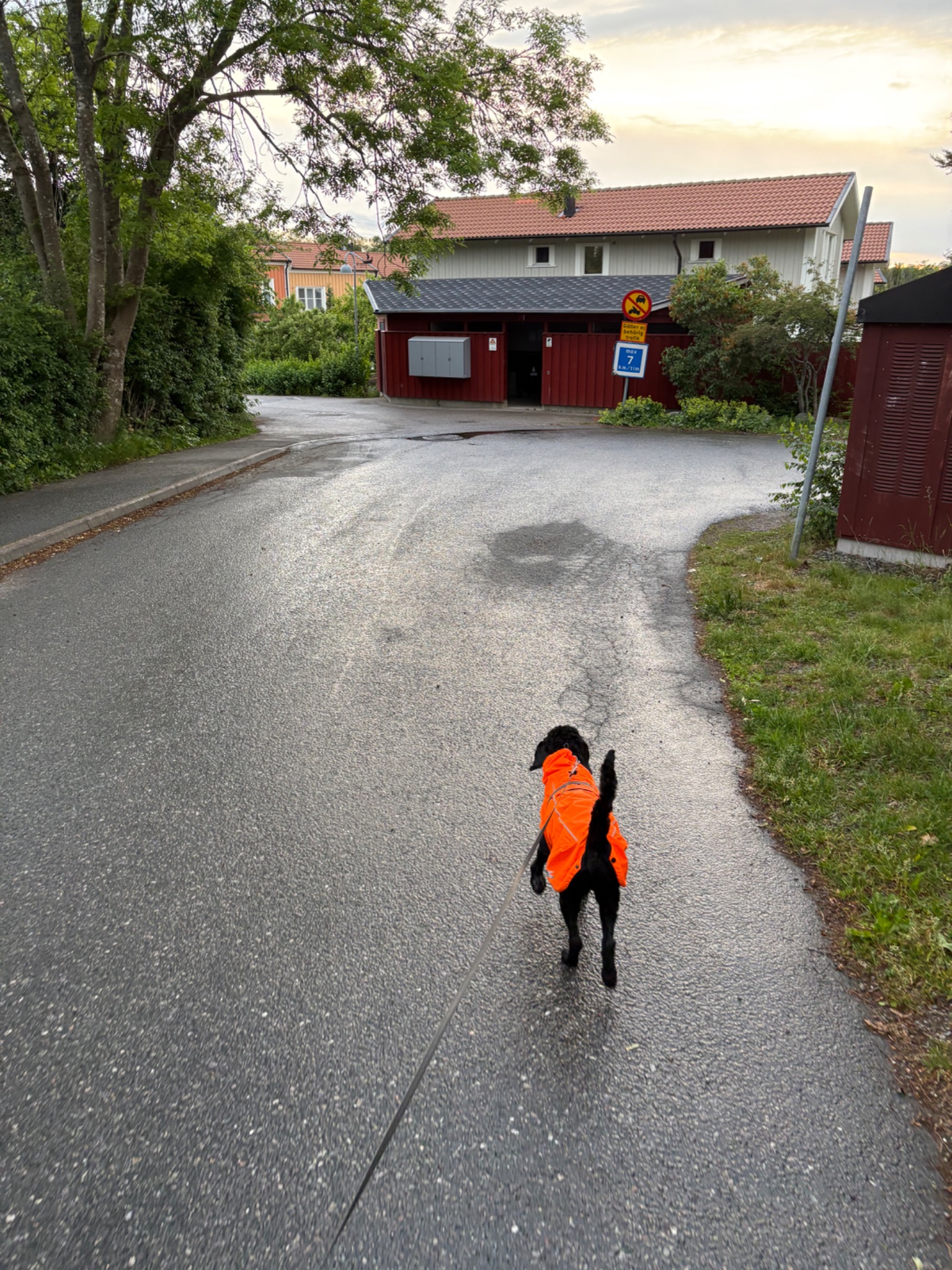 A dog in a bright orange safety vest enjoying an outdoor run through a residential neighborhood. Great way to stay active while keeping your furry friend visible and safe!
