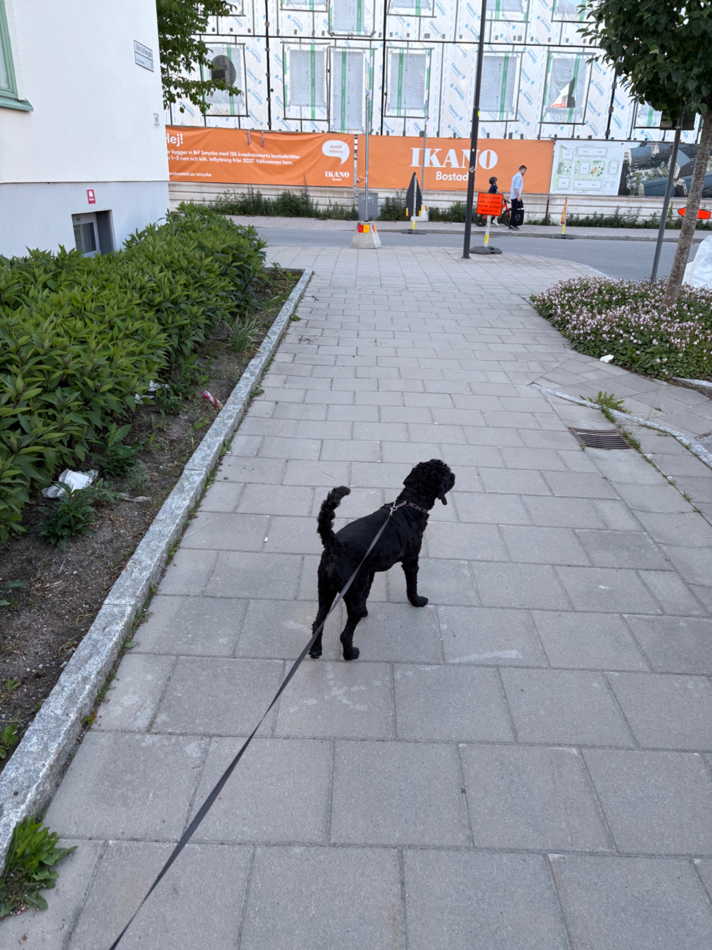 A dog walk through an urban plaza—great low-impact cardio and fresh air! Walking with a furry friend is a perfect way to stay active and get some steps in.
