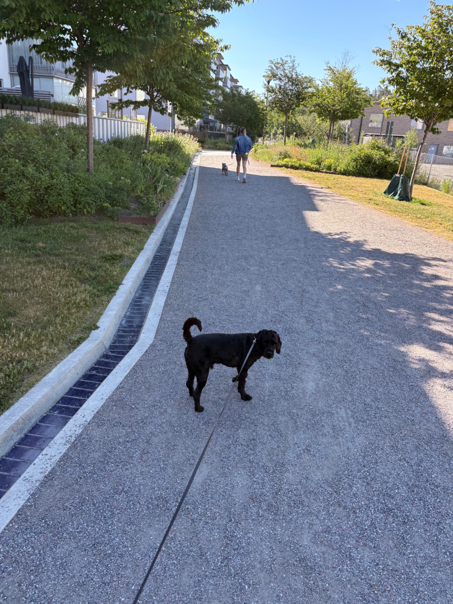 A scenic outdoor walk with a dog on a tree-lined path! This is a great low-impact cardio session combining fresh air, movement, and quality time with a furry companion.