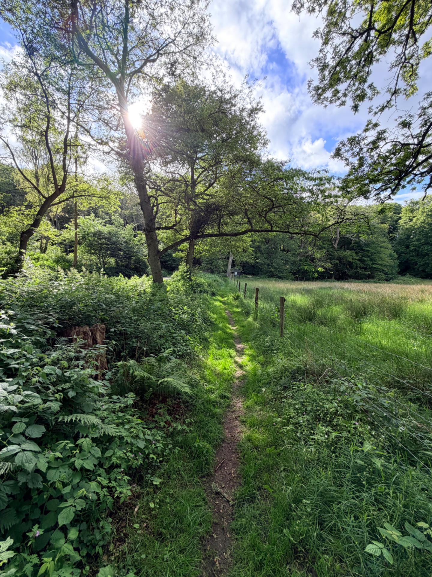 A scenic hiking or trail running adventure through a lush woodland path with beautiful natural surroundings, featuring shaded tree cover and open meadow views—perfect for an outdoor cardio session!