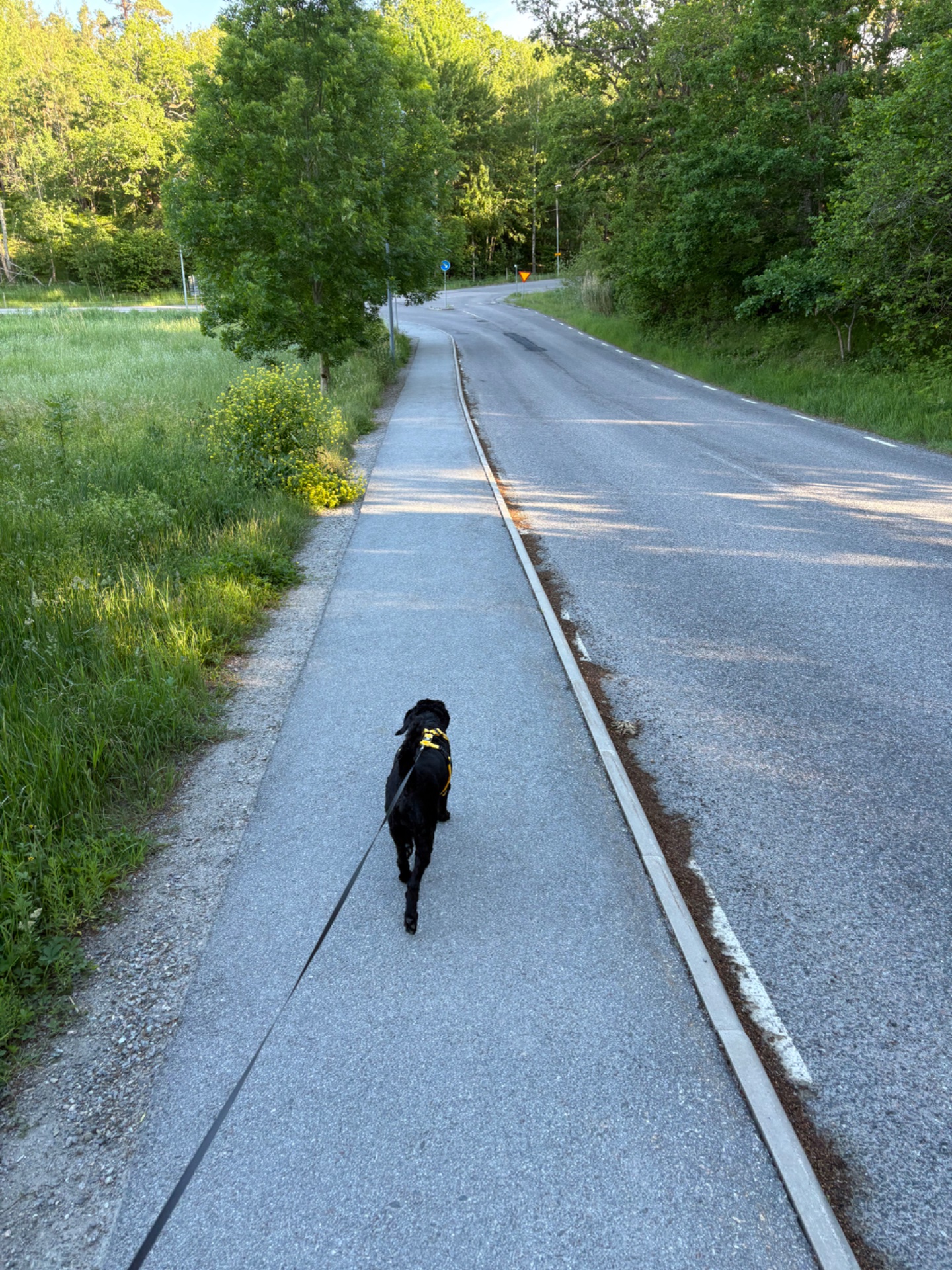 A scenic outdoor run or jog on a peaceful tree-lined road with a dog companion. This is a great cardio workout combining running with nature!