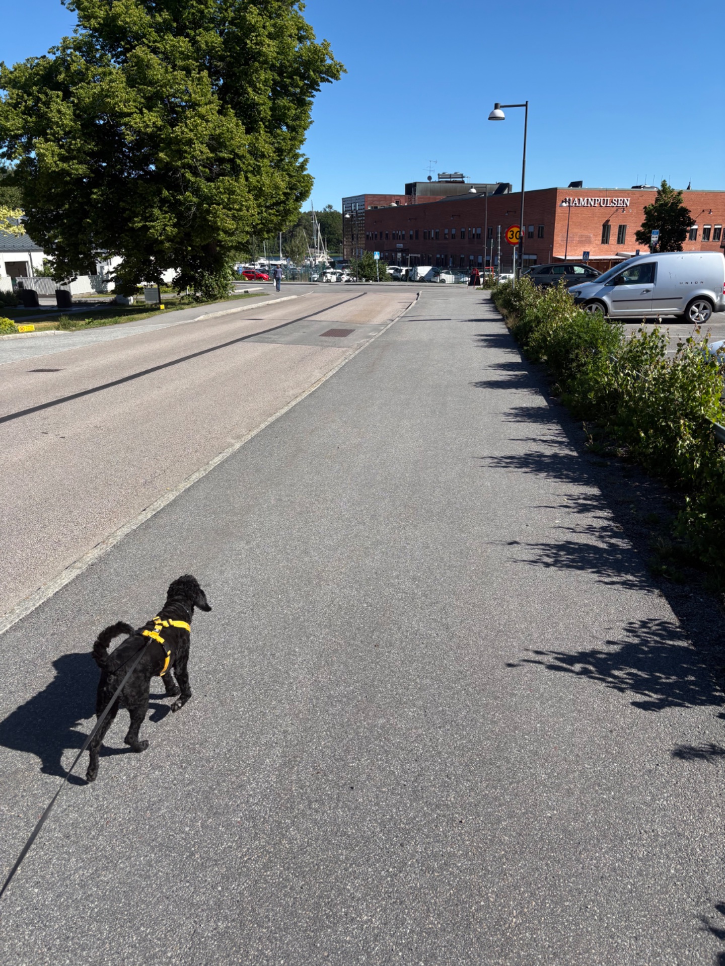 A dog walk or run through an urban area on a beautiful sunny day! This is a great low-impact cardio workout combining fresh air and movement.