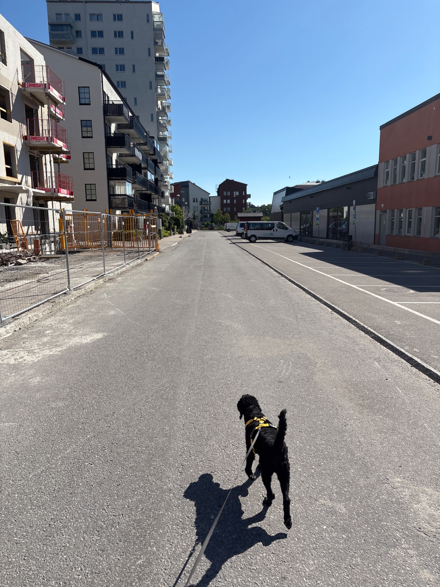 Urban walk or run with a dog through a city street on a beautiful sunny day. This is a great outdoor cardio session combining movement with fresh air and a furry companion!