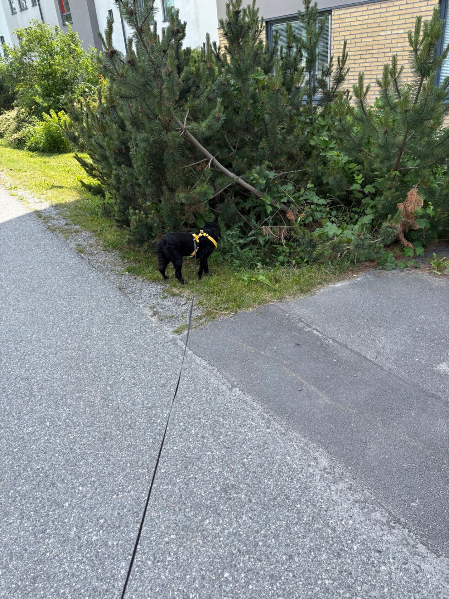 A dog walk or light outdoor activity on a residential path. This is a casual, low-intensity cardio workout combining fresh air and movement.