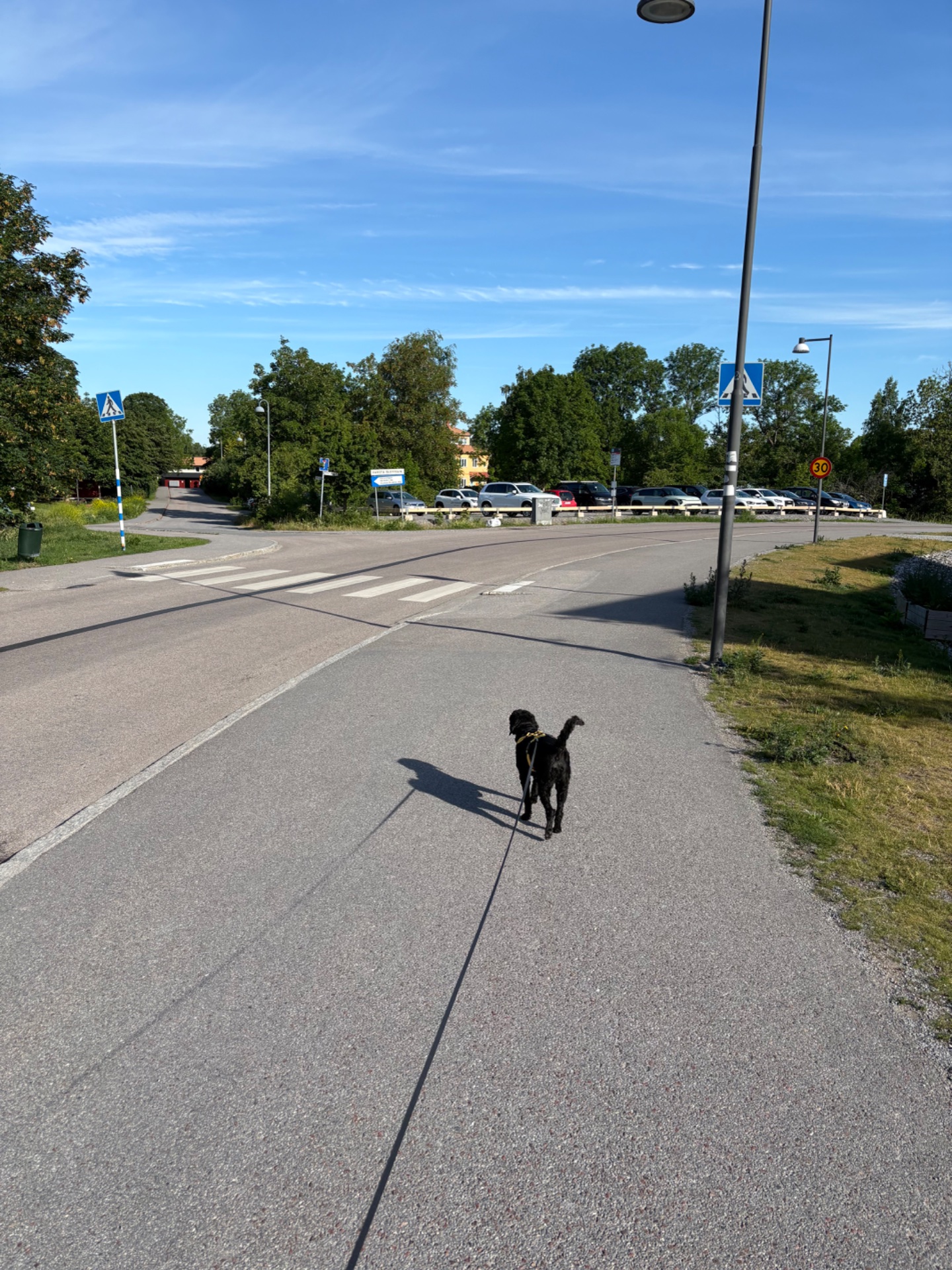A refreshing outdoor walk with a furry companion on a beautiful sunny day! This casual stroll through an urban area combines low-impact cardio with some quality time outdoors.