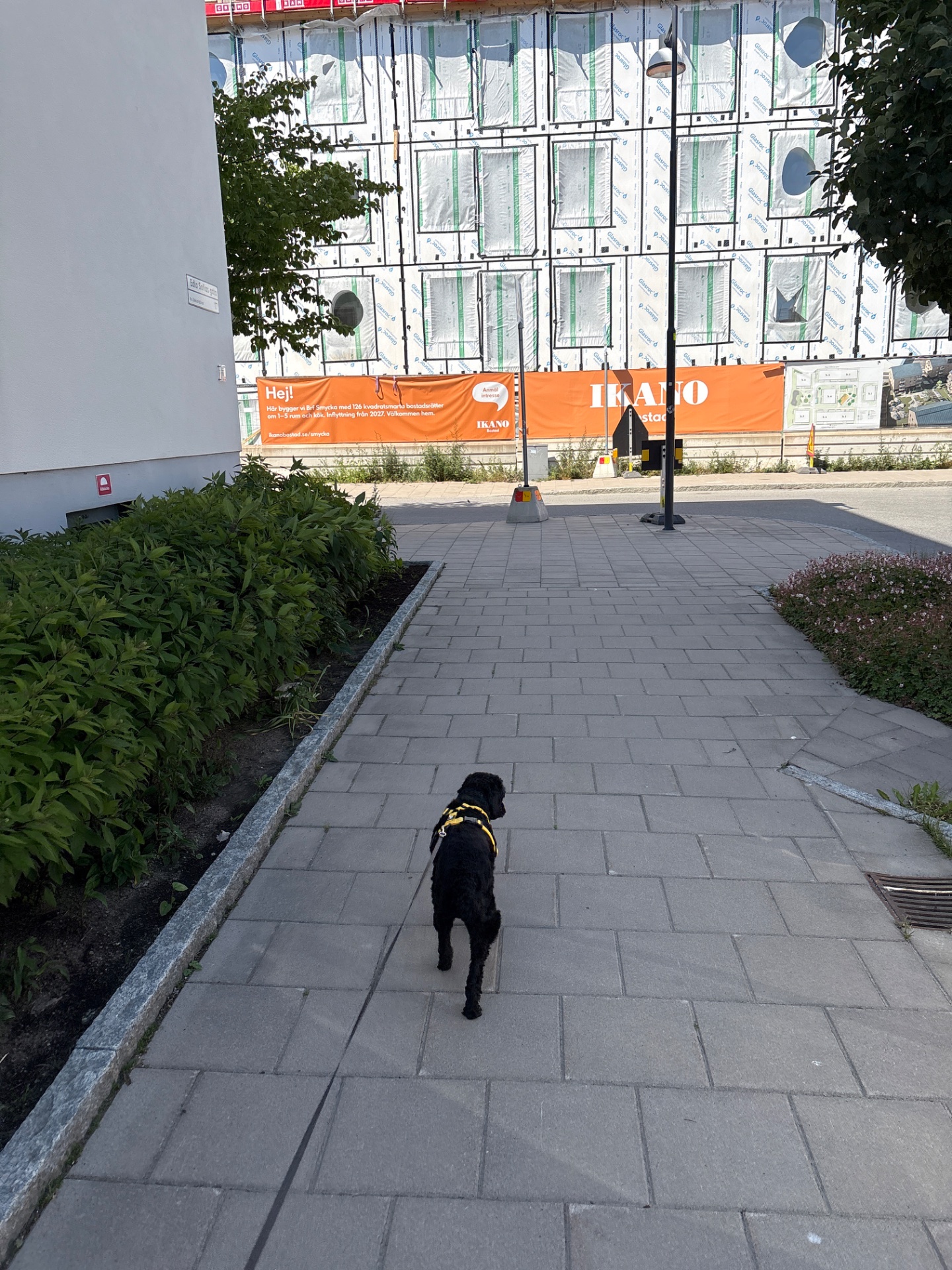 A dog walking or jogging outdoors on a paved pathโa great low-impact cardio activity! Even our furry friends need their daily exercise.