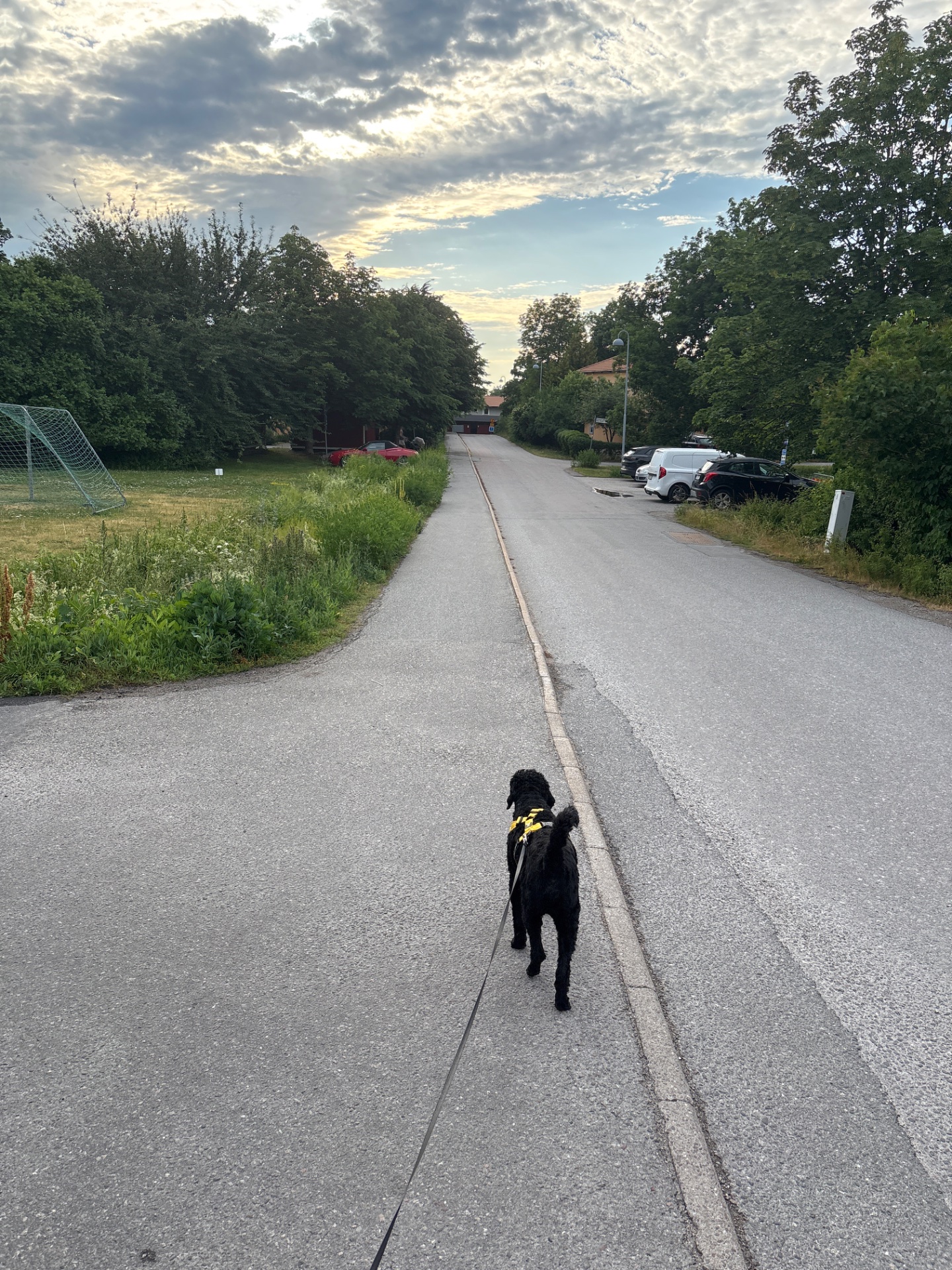 A scenic outdoor walk or run with a dog on a paved path during golden hour! The beautiful sky and tree-lined route make for a perfect cardio session.