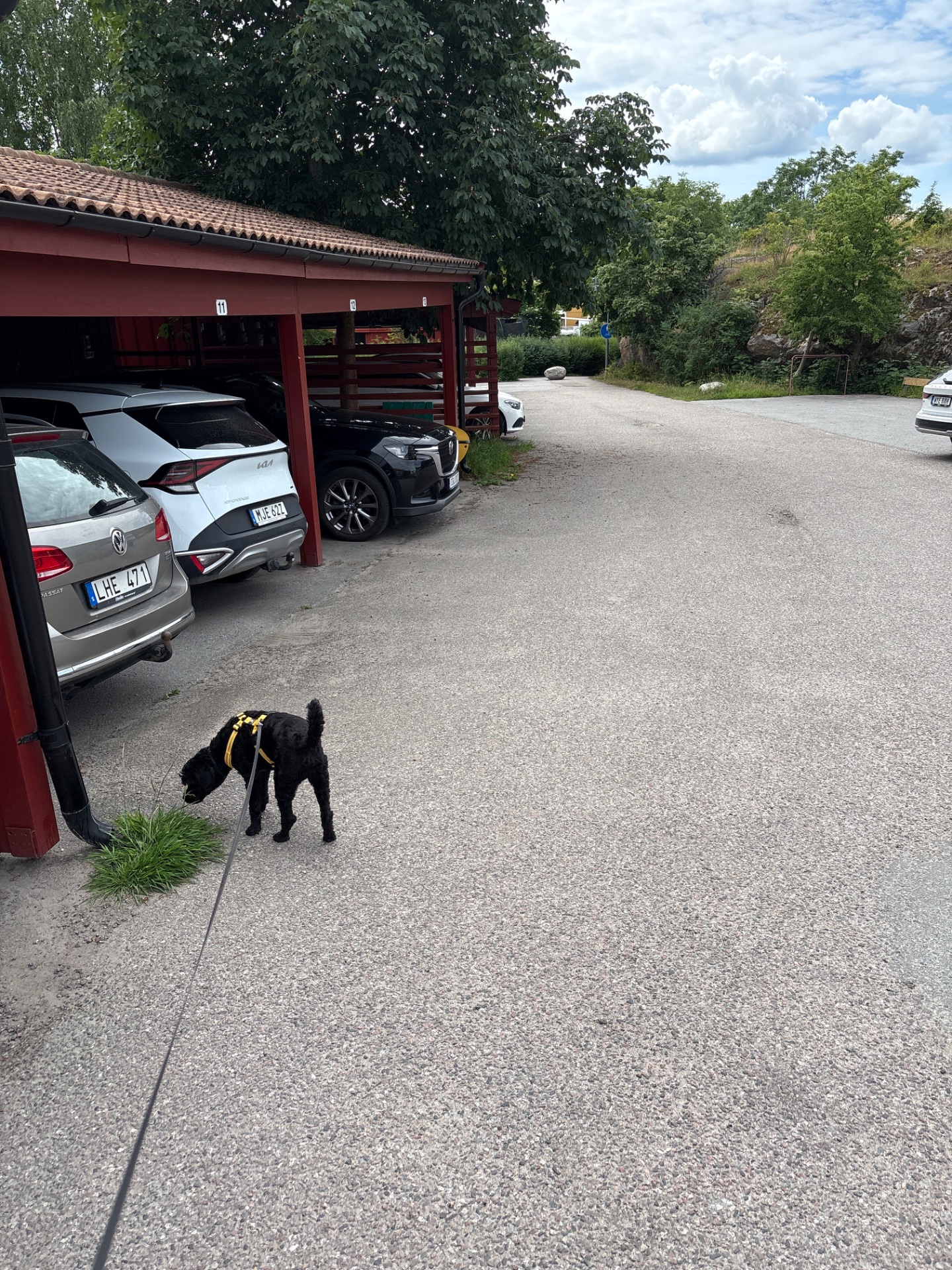 A dog on a leash enjoying an outdoor walk in a parking area surrounded by nature. This is a casual cardio activity combining movement and fresh air!