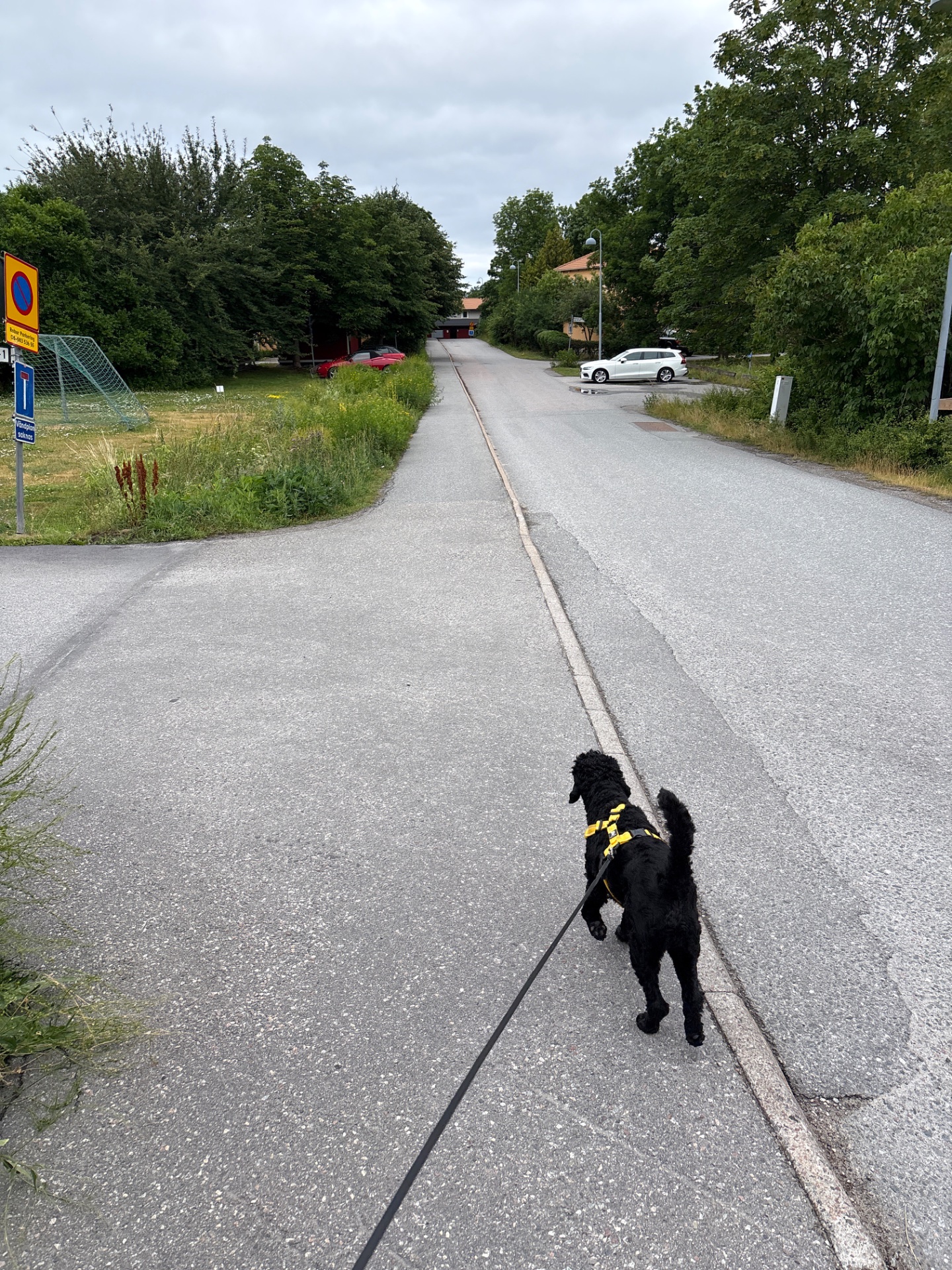 A dog walk or jog on a paved path through a residential area. Great low-impact cardio exercise combining outdoor activity with pet exercise!