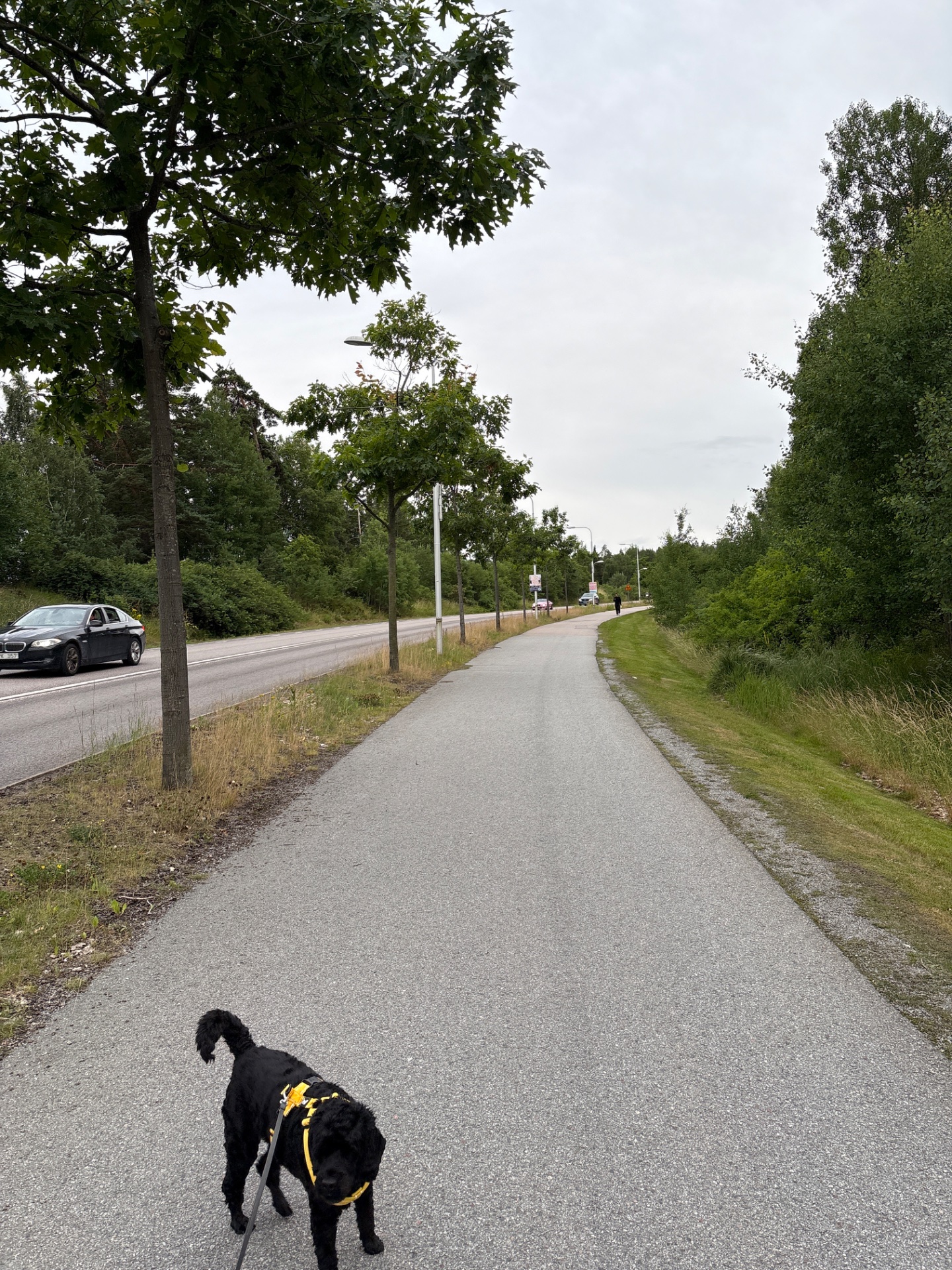 A scenic outdoor walk or run along a tree-lined path with a dog companion. This is a great cardio workout combining fresh air and nature!