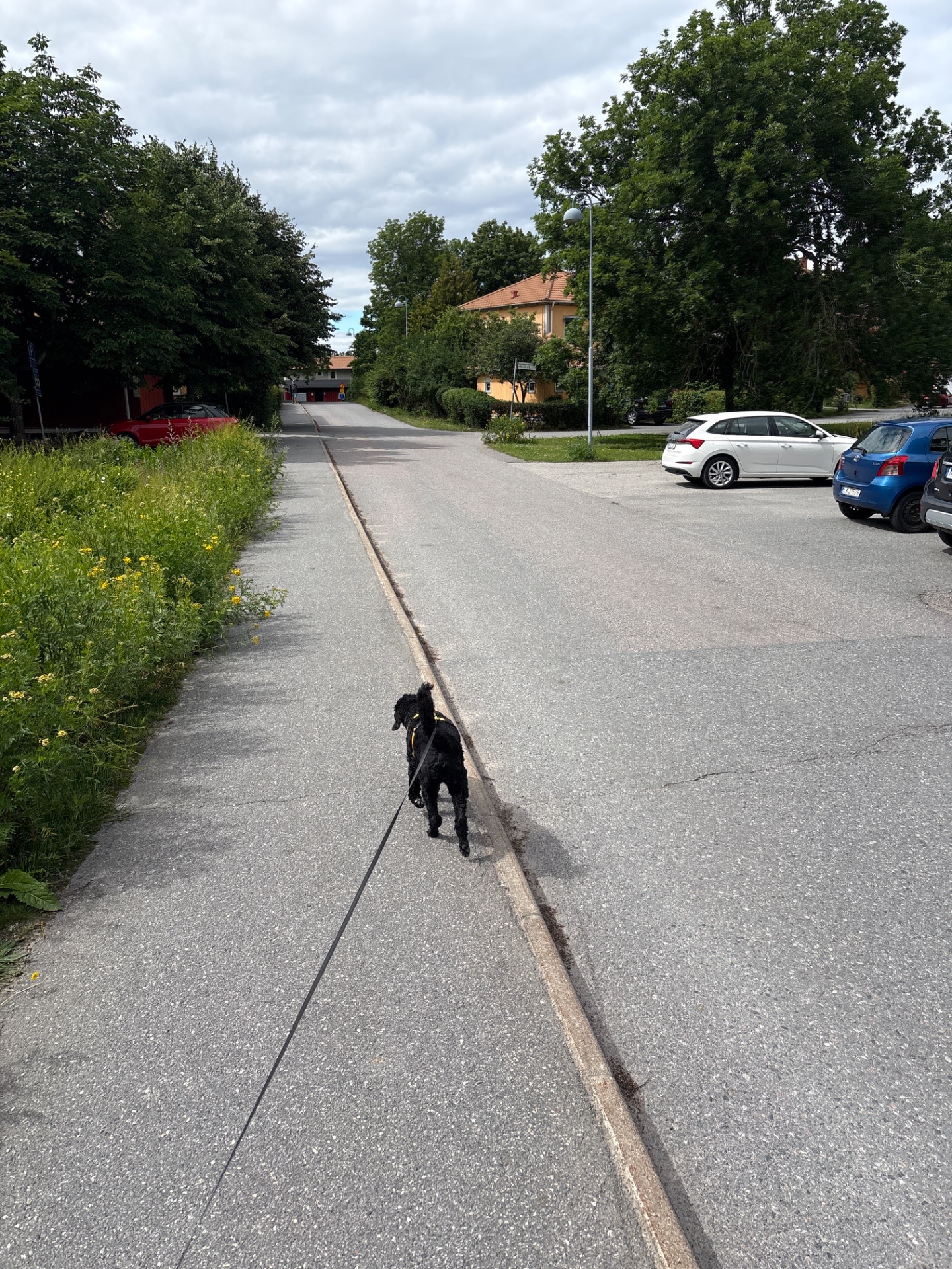 A refreshing walk with a furry companion through a peaceful residential area! This leisurely outdoor stroll provides great low-impact cardio and fresh air.