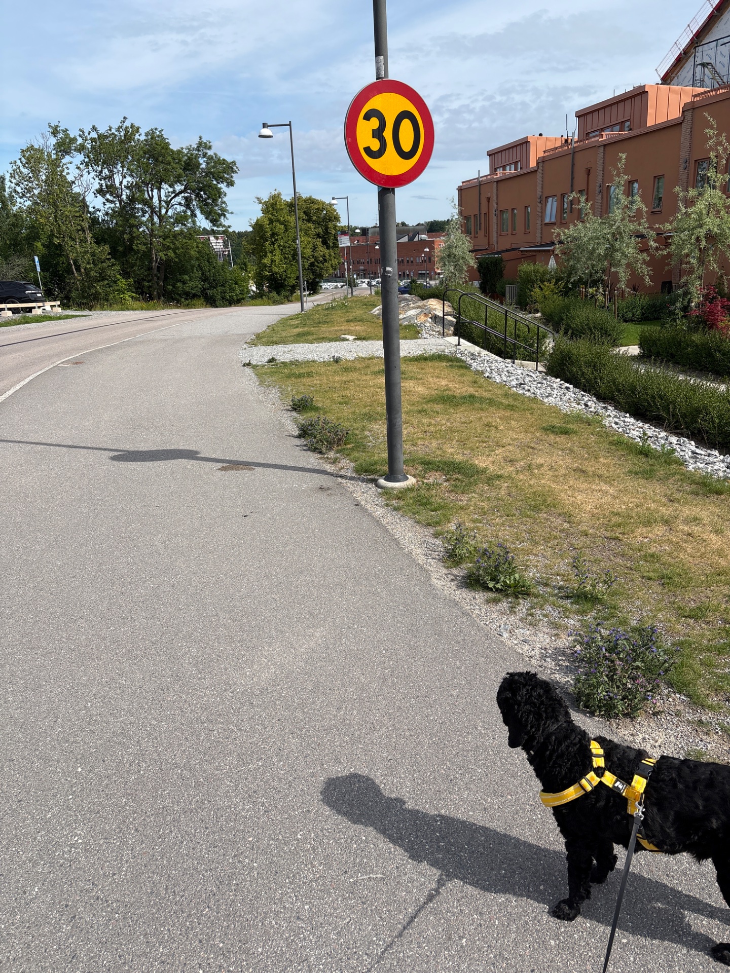 A walk with a furry companion on a nice day! This outdoor stroll along a paved path is a great way to get moving and enjoy some fresh air with a four-legged friend.