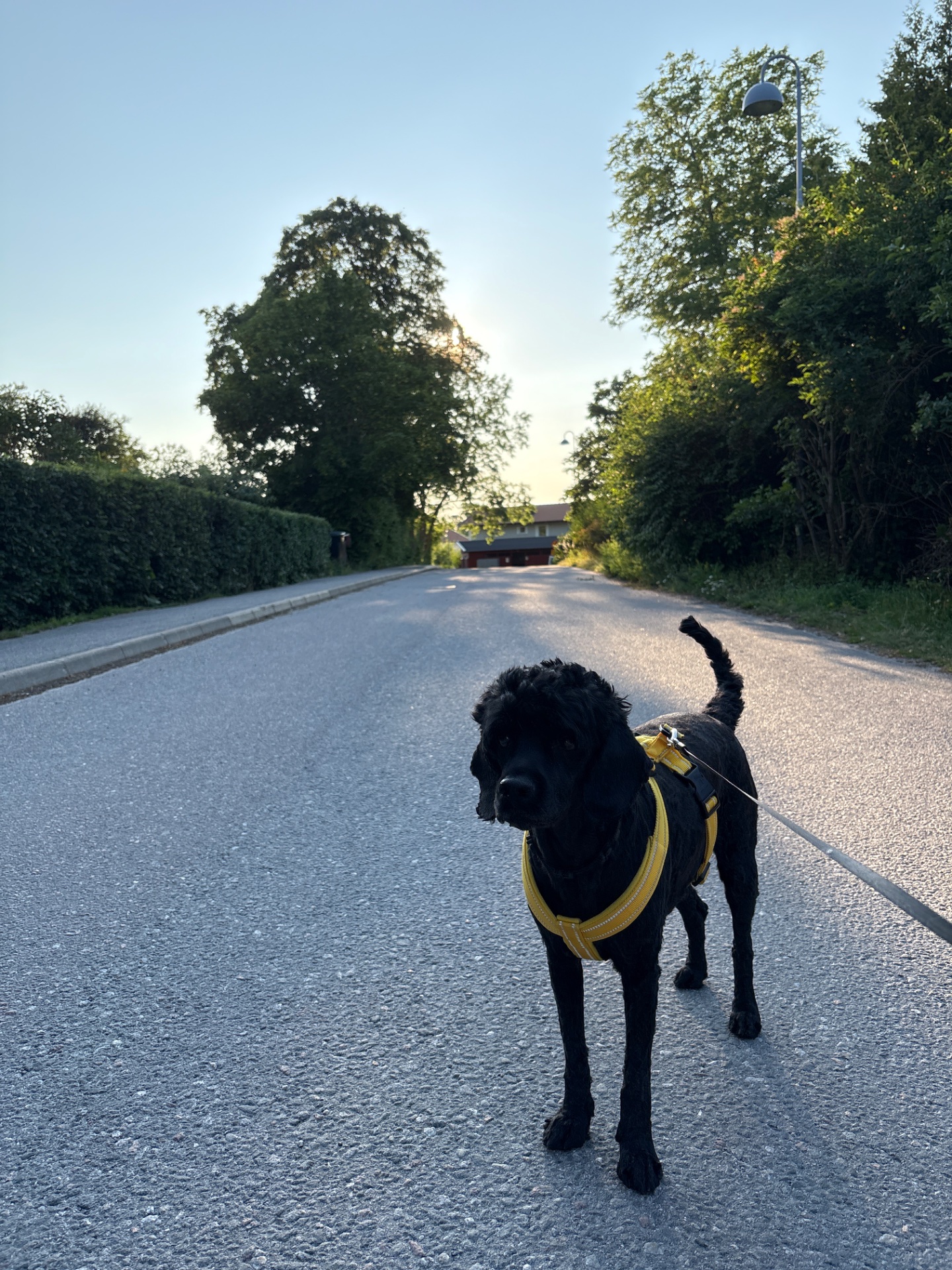A great outdoor walk with a canine companion on a beautiful tree-lined road! This scenic stroll provides excellent low-impact cardio exercise in nature.