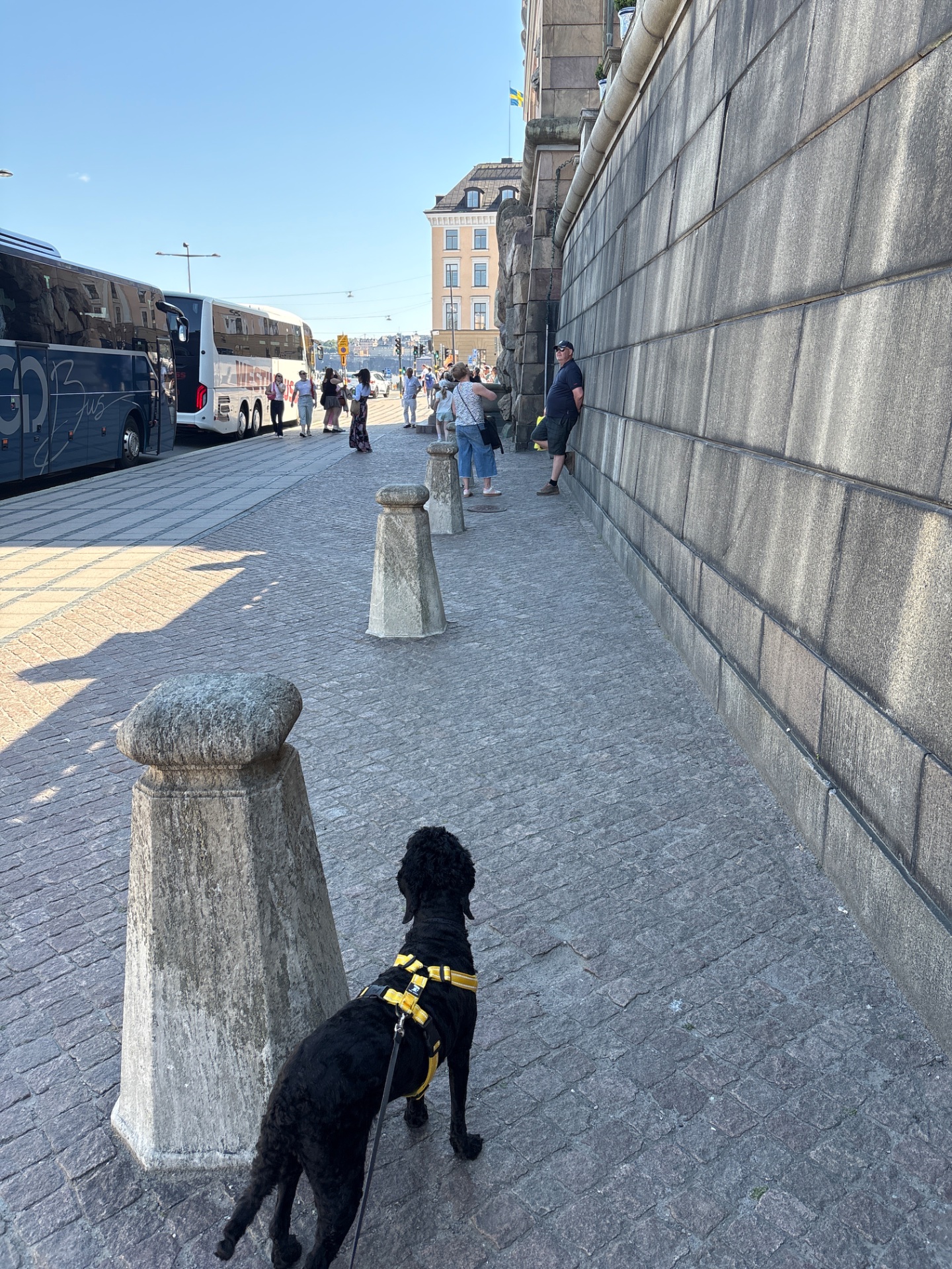 A dog walk through a scenic urban waterfront area! This is a great low-impact cardio activity combining movement with fresh air and sightseeing in what appears to be a Nordic city.