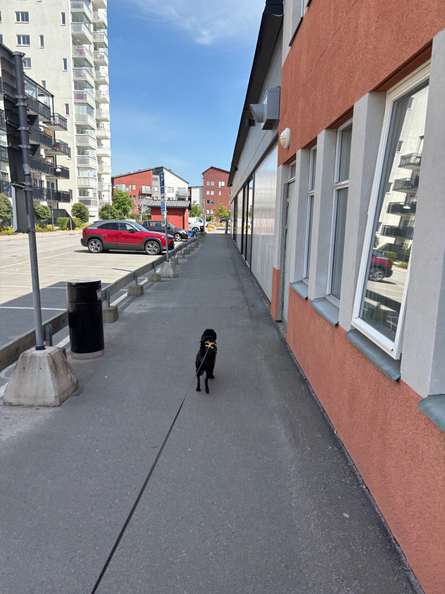 A dog walk or jog through an urban pedestrian pathway—great low-impact cardio activity with a furry companion on a beautiful sunny day!