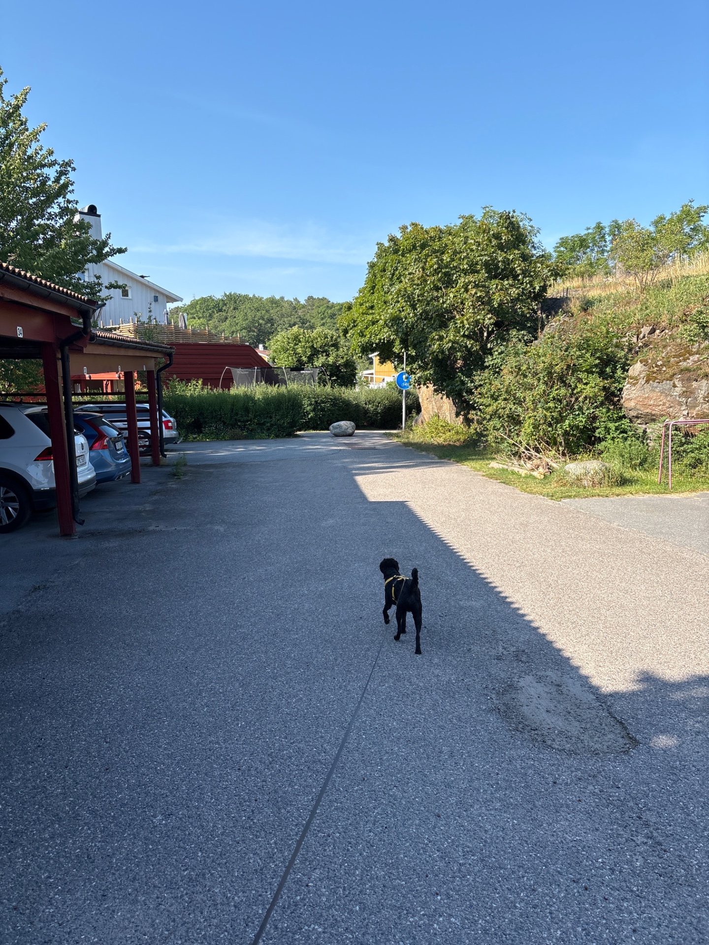 A dog getting some outdoor running and movement at what appears to be a trailhead or parking area with beautiful natural surroundings. Great way to stay active with a furry friend!