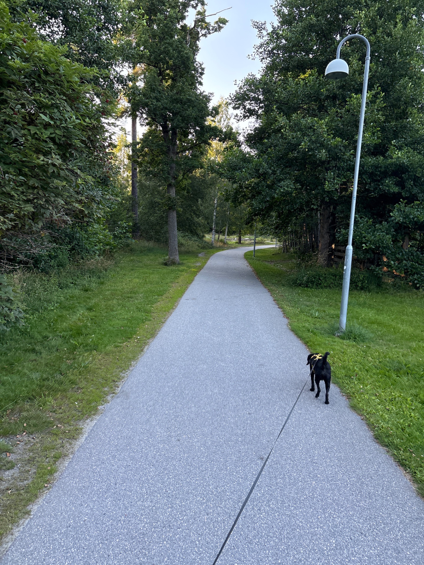 A scenic walk or jog through a beautiful tree-lined park path with a furry companion! This outdoor cardio session combines fresh air, natural surroundings, and the great motivation of exercising with a dog.