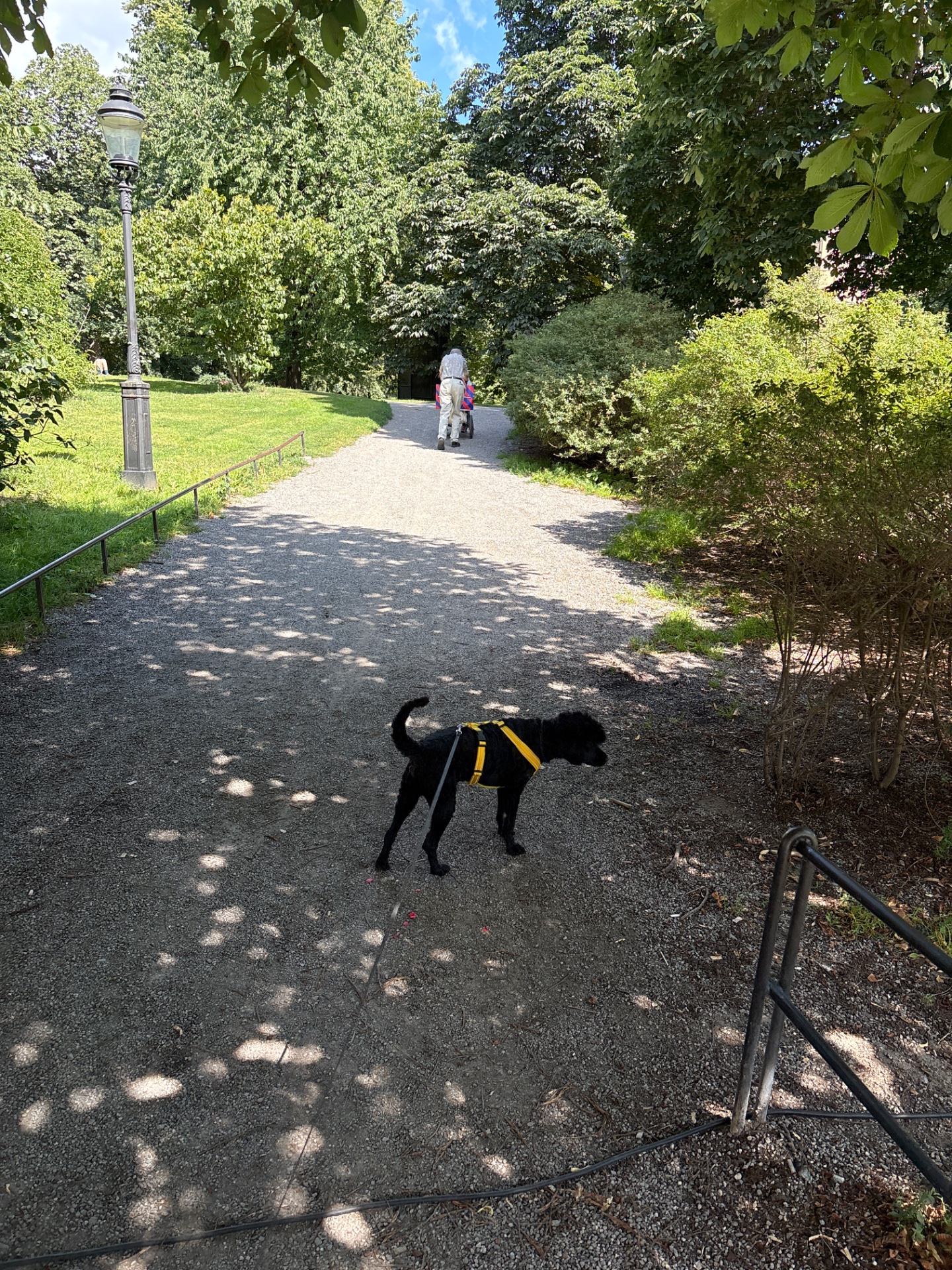 A scenic outdoor walk or hike through a beautiful park with lush greenery, featuring a dog on a leash getting some quality exercise and fresh air on a sunny day!