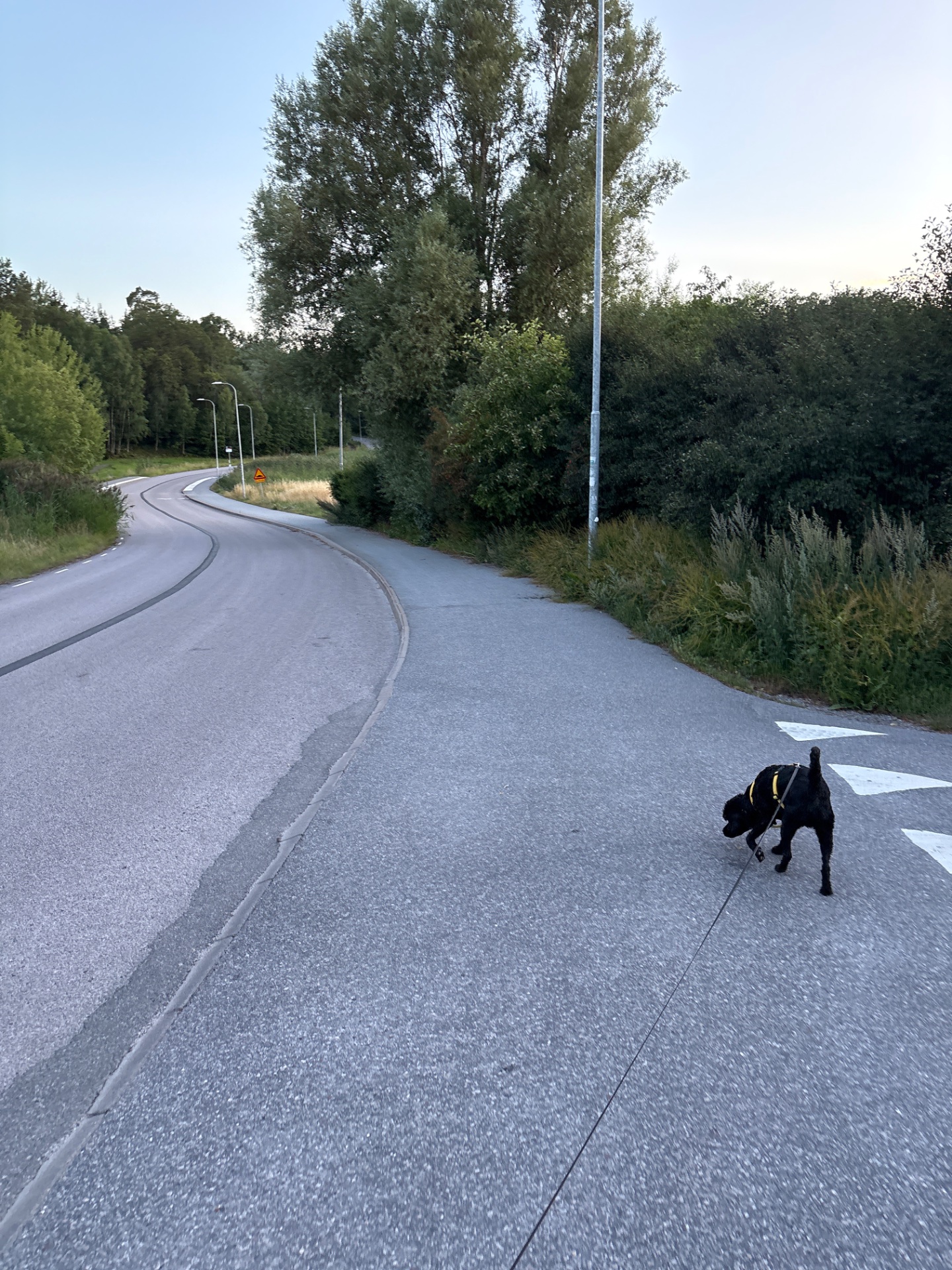 A scenic outdoor walk or run along a paved path with a dog on a leash. Great low-impact cardio exercise in a beautiful natural setting with tree-lined surroundings!