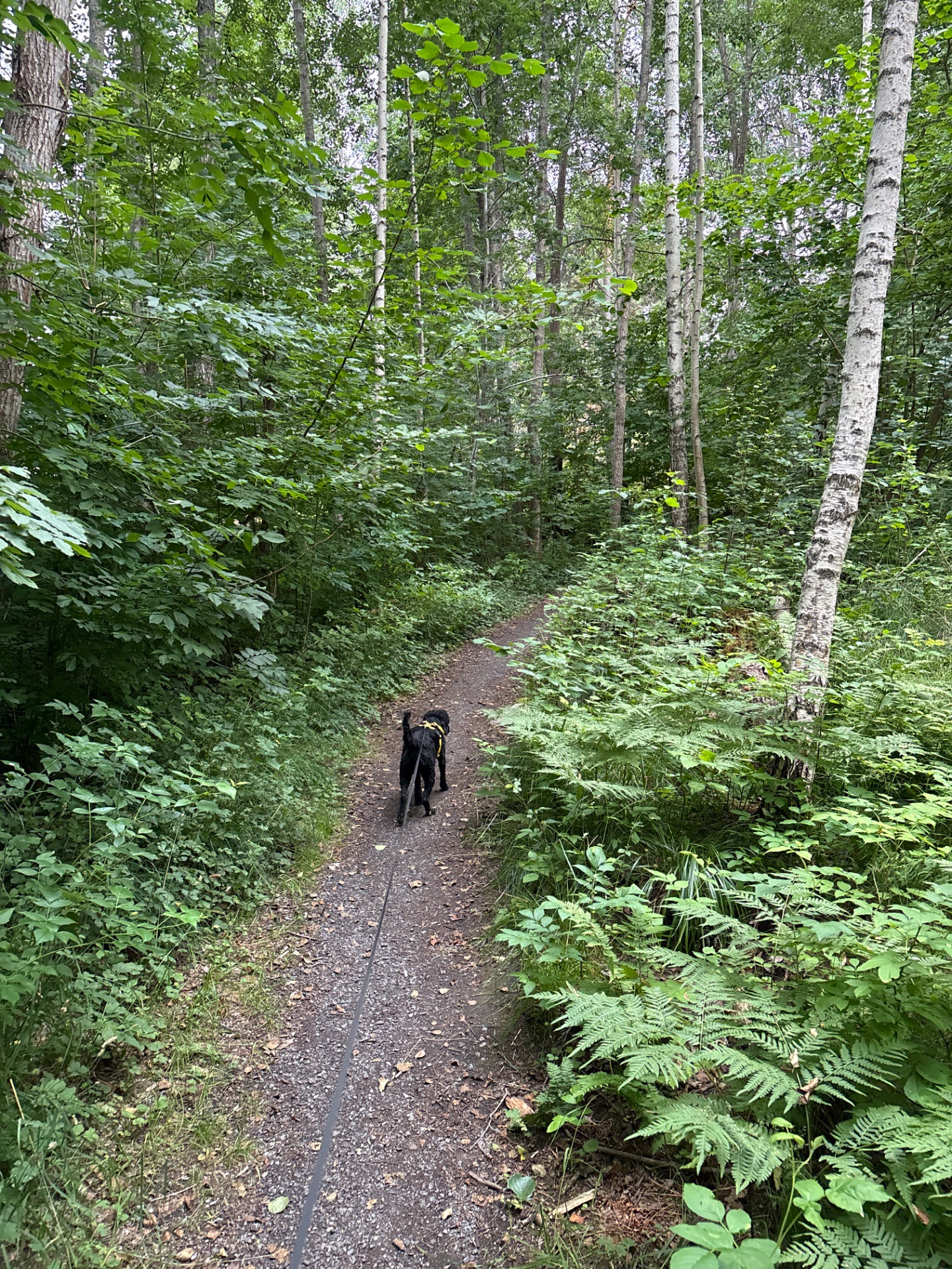 A scenic forest hike with a dog on a well-maintained trail surrounded by lush green vegetation and towering trees. Perfect outdoor cardio activity!
