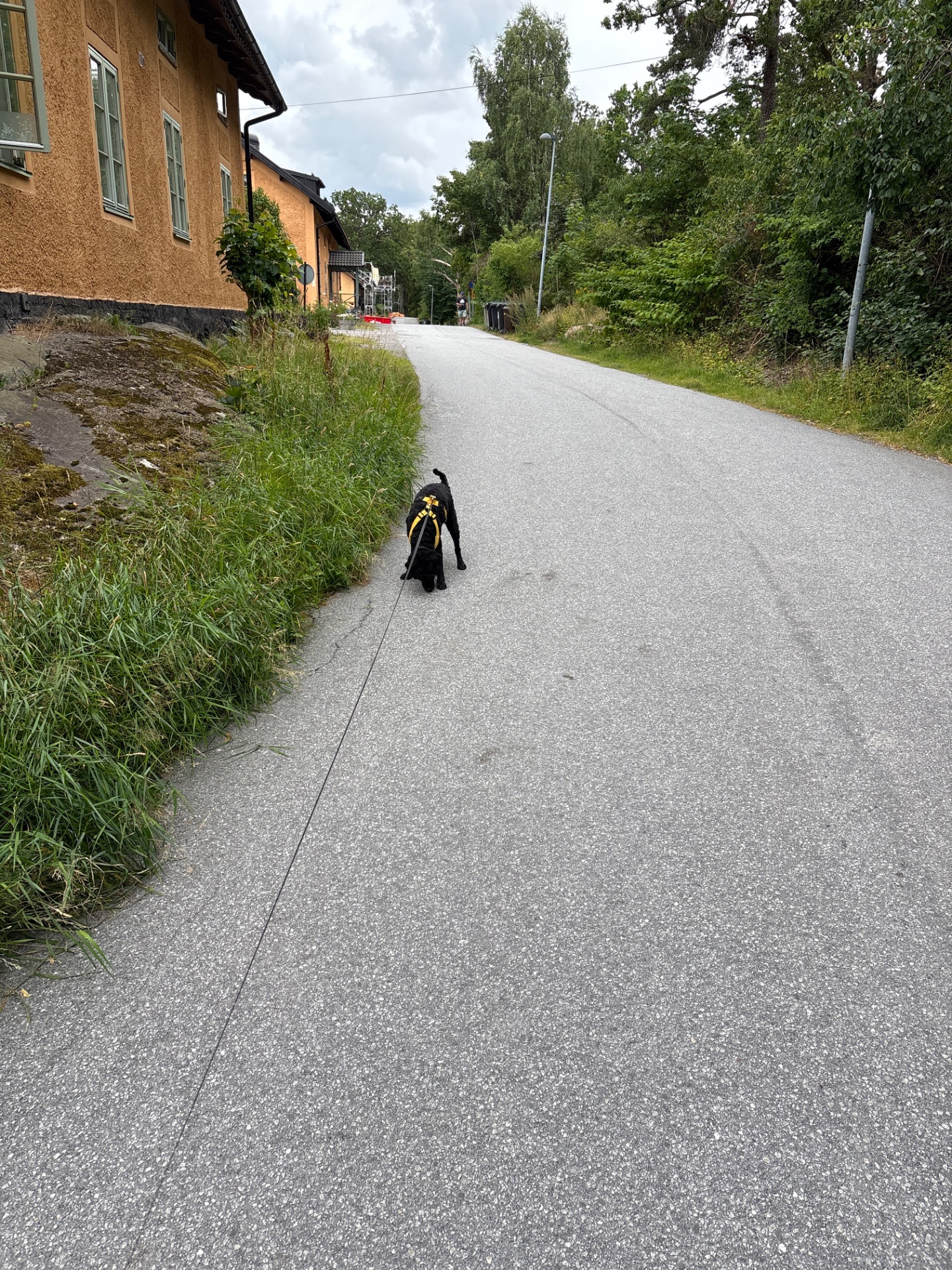 A scenic outdoor walk or hike on a paved country road lined with lush greenery and charming Nordic buildings. Great way to get fresh air and enjoy nature while staying active!