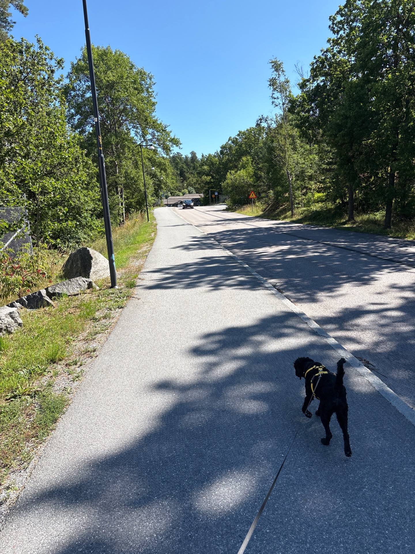 A scenic dog walk or run on a beautiful tree-lined road with clear skies. Great outdoor cardio session with a furry companion!