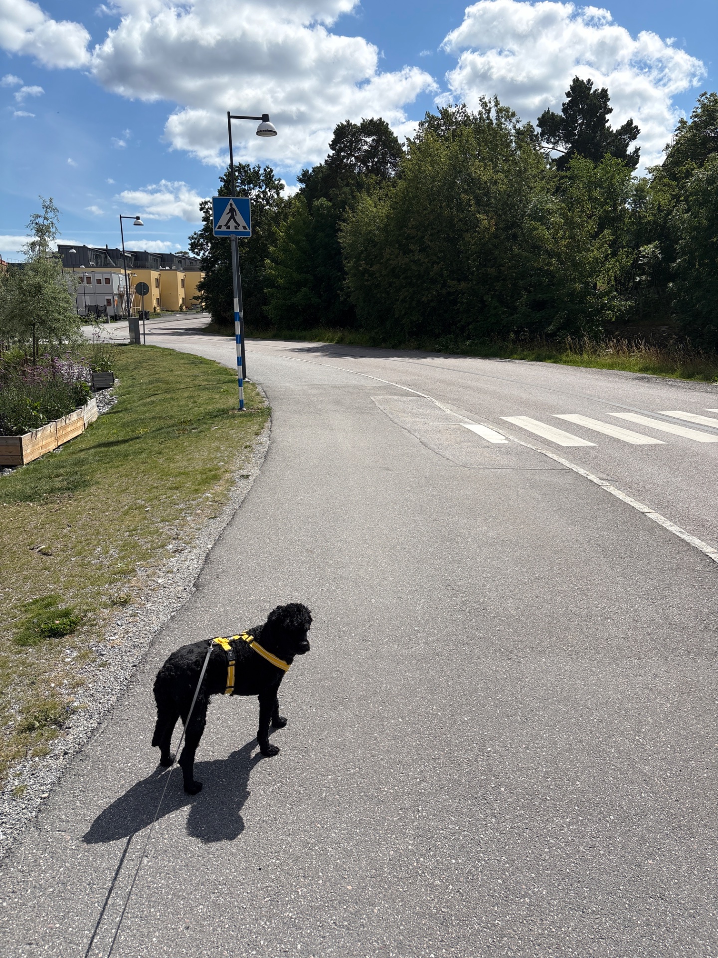 A scenic dog walk on a beautiful sunny day along a paved path with trees and residential buildings in the background. The black dog in a harness is getting a great cardiovascular workout exploring the outdoors!