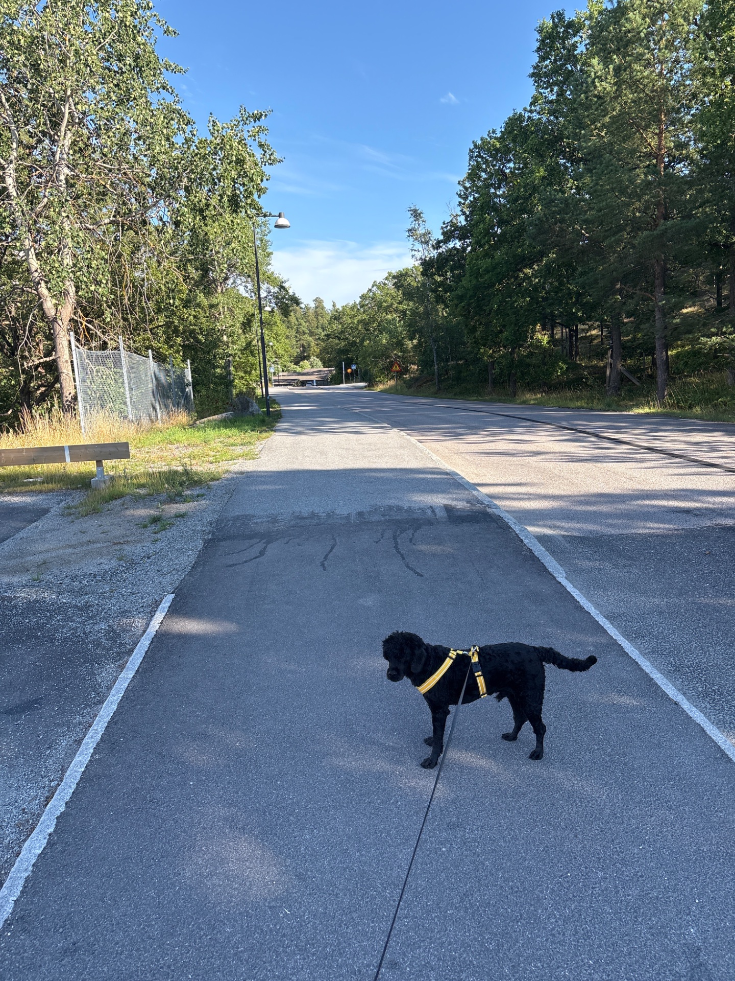 A scenic dog walk on a tree-lined path with clear skiesโa perfect low-impact cardio session combining fresh air and outdoor movement!
