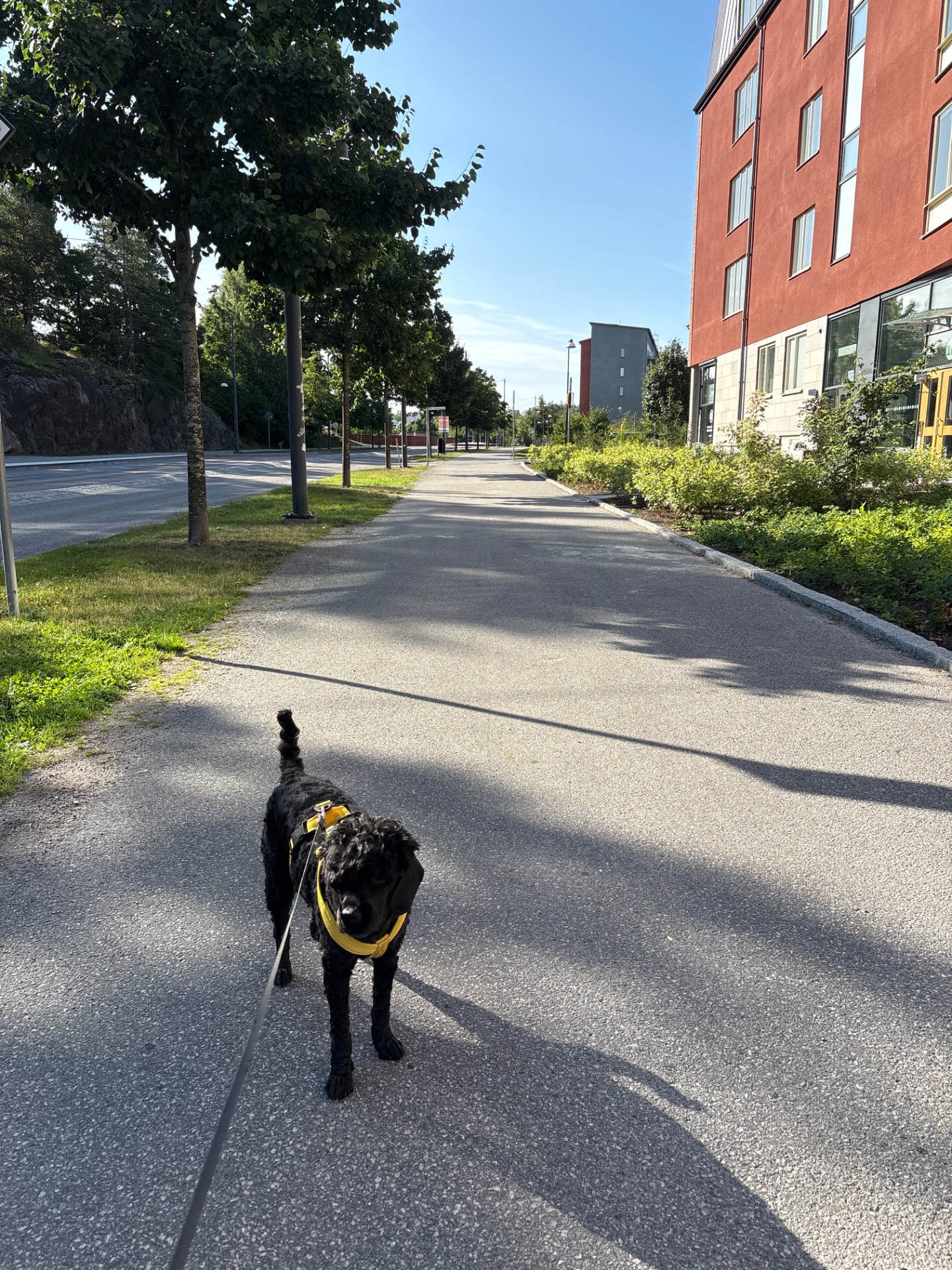 A scenic dog walk through an urban pathway on a beautiful sunny day! This outdoor cardio activity combines walking with the added engagement of pet companionship.