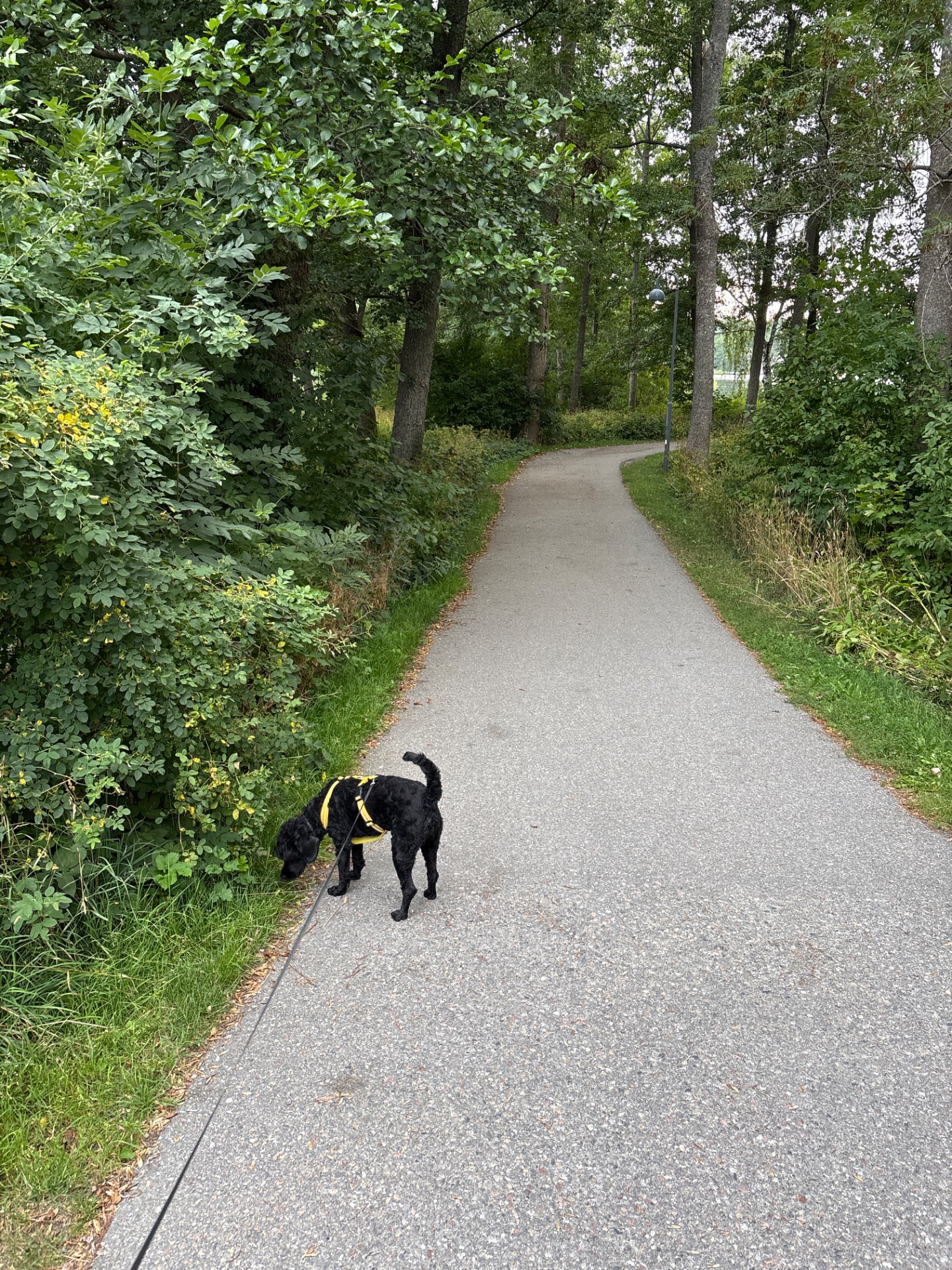 A scenic trail walk or run through a beautiful tree-lined path with a dog companion. This outdoor cardio session combines walking/running with nature and fresh air.