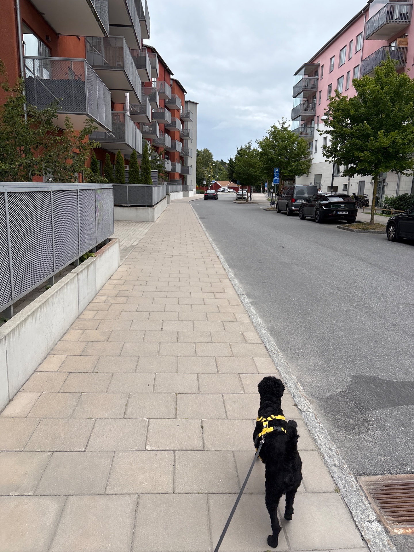 A great urban walk with a furry companion! This sidewalk stroll through a residential neighborhood is a solid cardio session that combines fresh air, movement, and quality time with your dog.
