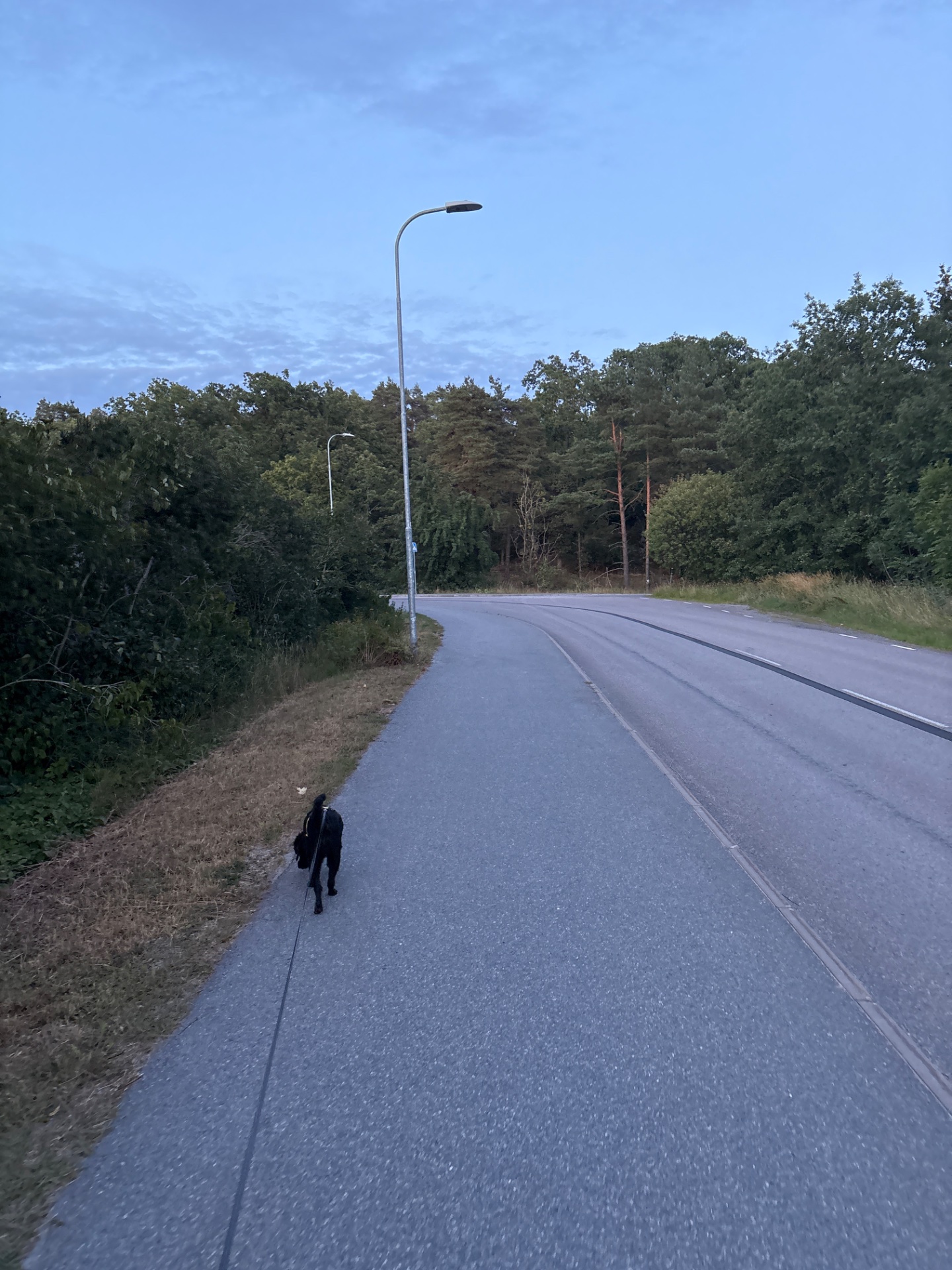 A scenic outdoor walk or jog along a tree-lined road during golden hour. The person is moving along a paved path with natural surroundings, getting in some fresh air and cardiovascular activity.