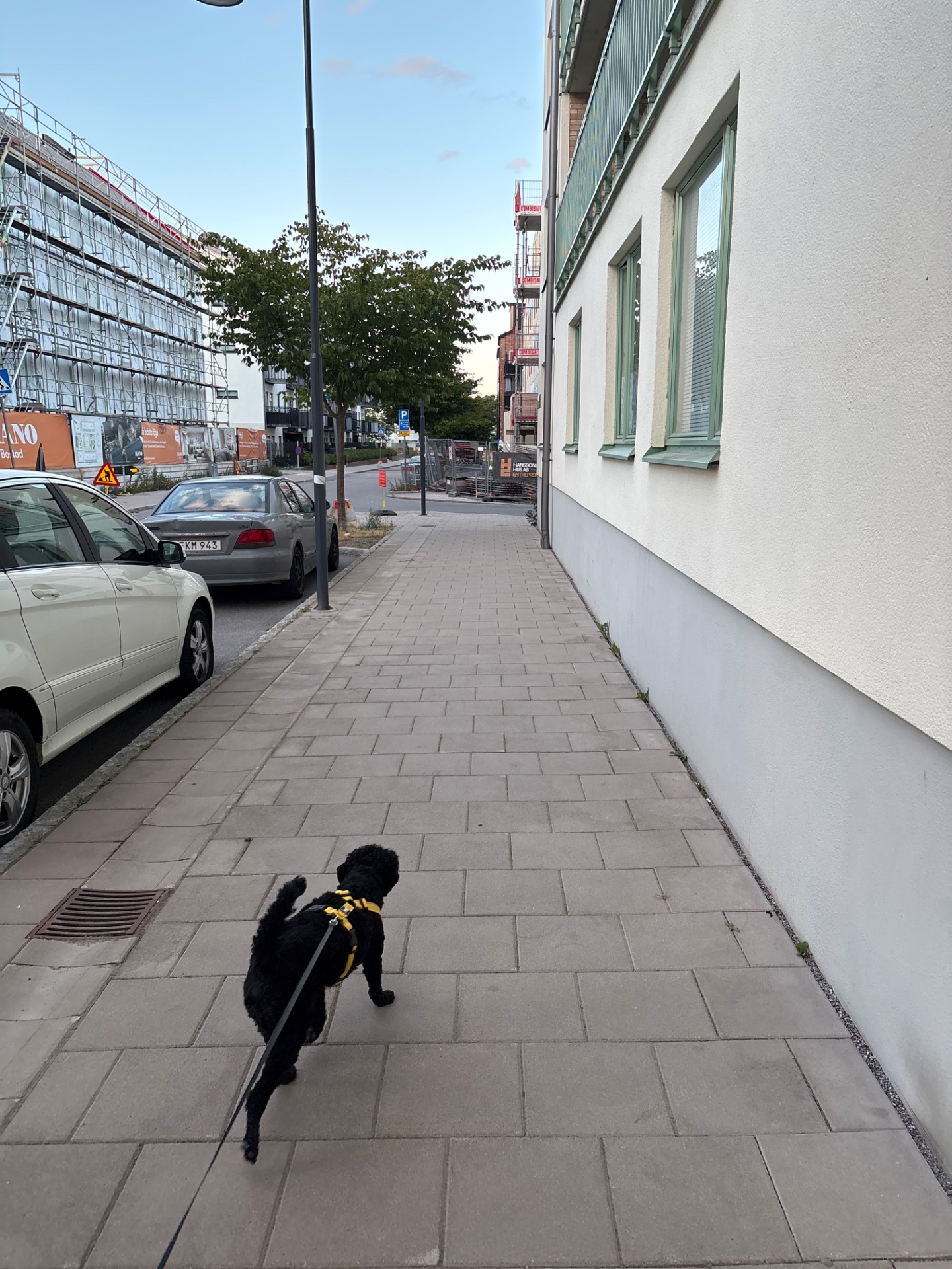 A fun urban walk or jog with a furry companion! This adorable black dog is getting some outdoor exercise while being walked through the city streets.