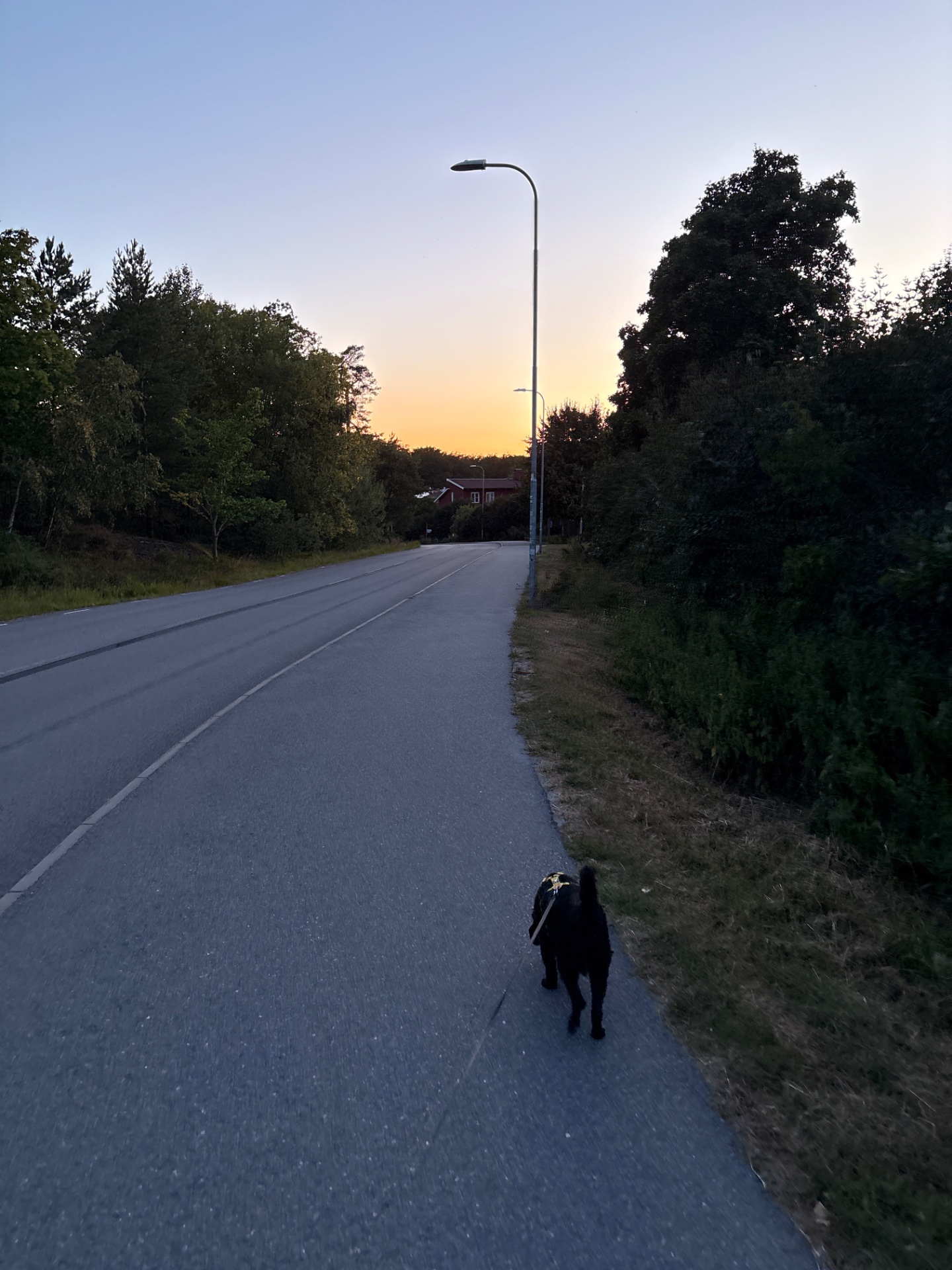 An evening run or walk on a scenic rural road at golden hour, with beautiful natural surroundings and perfect outdoor conditions for cardio exercise.