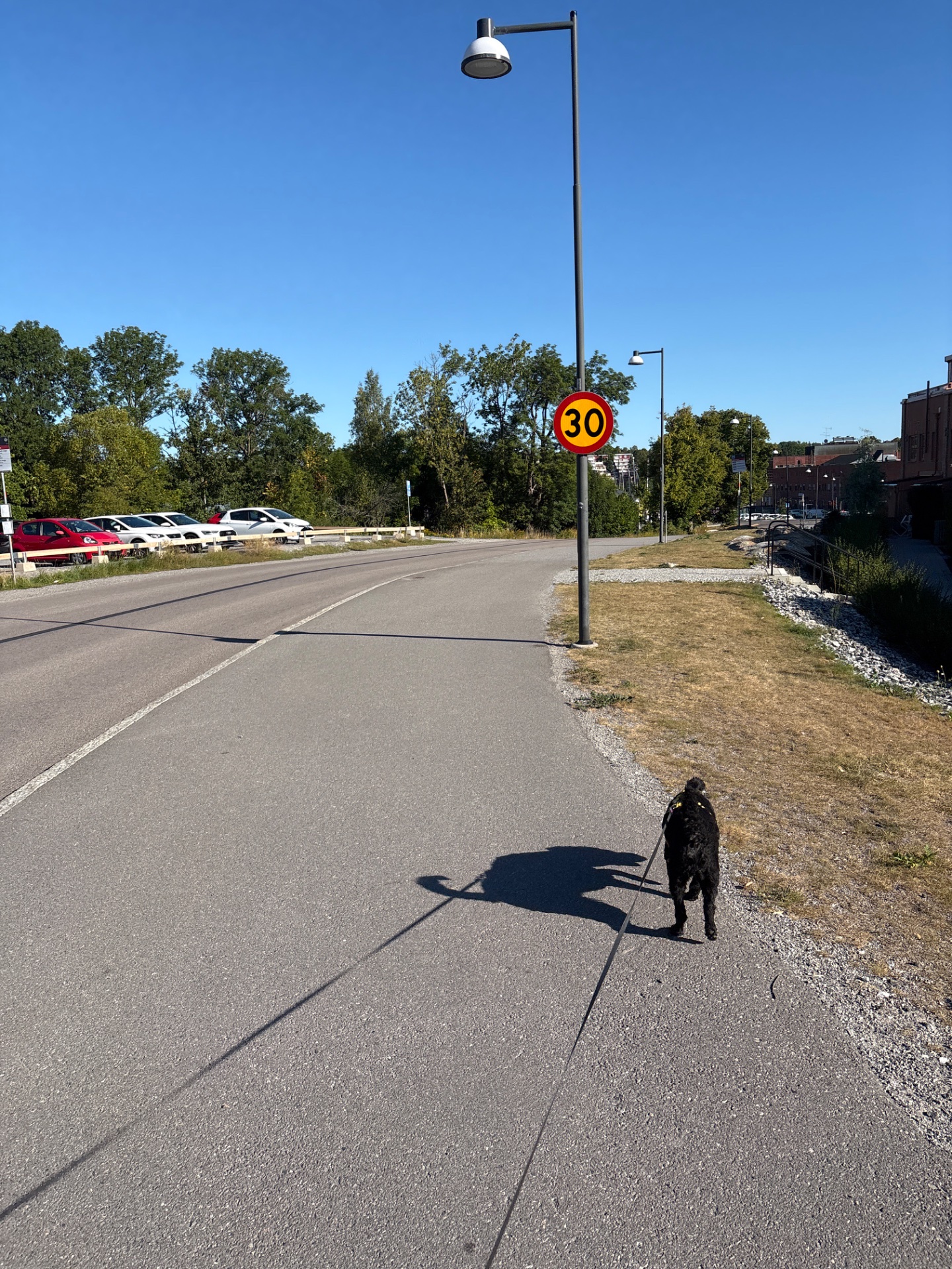 A dog walk or jog on a paved path on a beautiful sunny day! This outdoor cardio session combines movement with fresh air and natural scenery.