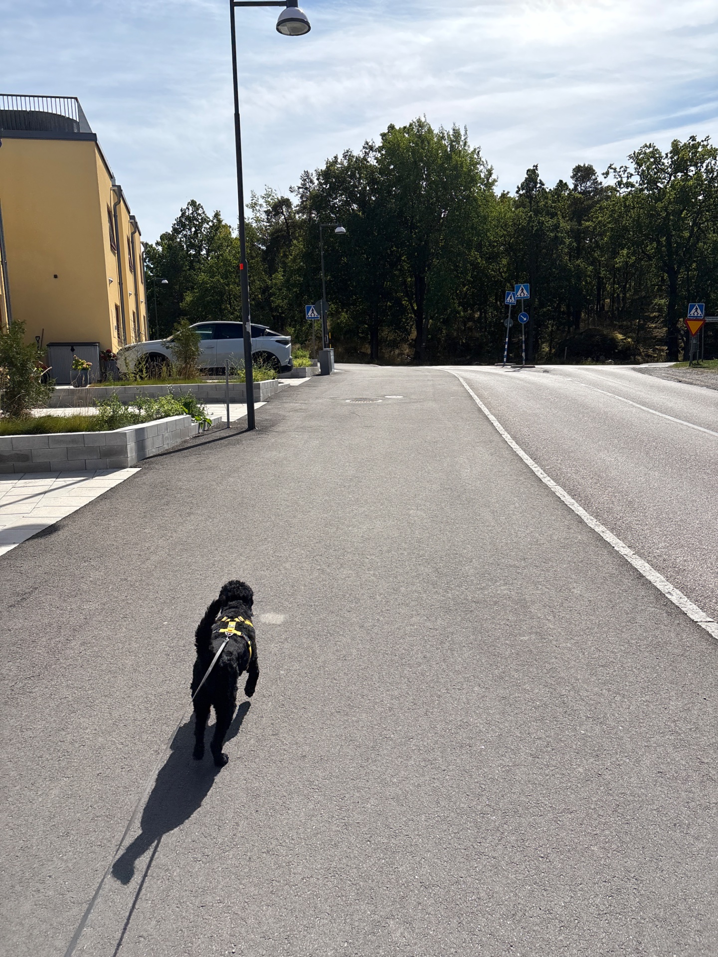 A fun dog walk or jog on a paved road! This pup is getting some great outdoor cardio exercise while being led on a leash through a scenic neighborhood.