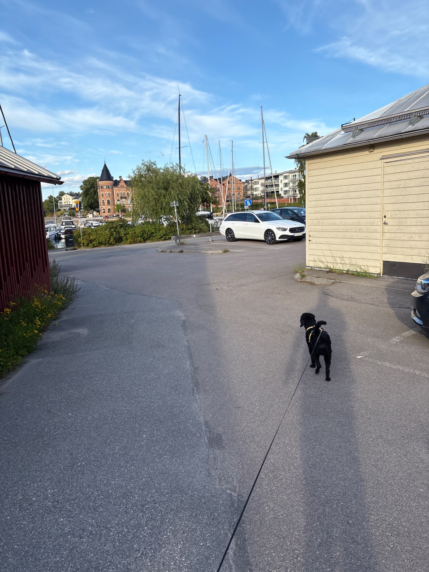 A dog walk through a scenic waterfront area with beautiful architecture and harbor views. Great way to get some steps in while enjoying the outdoors!