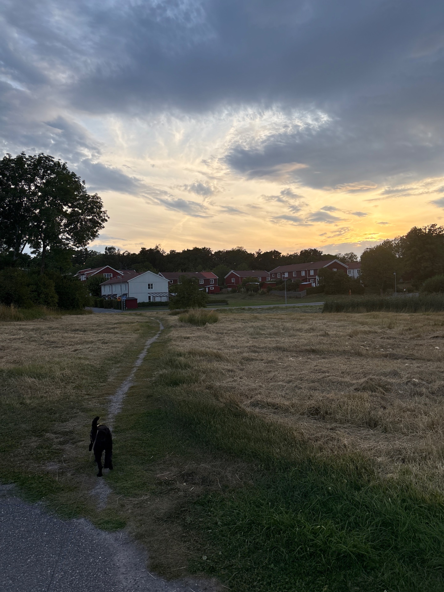 A scenic outdoor walk or hike through a rural field at golden hour, with a dog companion enjoying the trail and beautiful sunset sky.