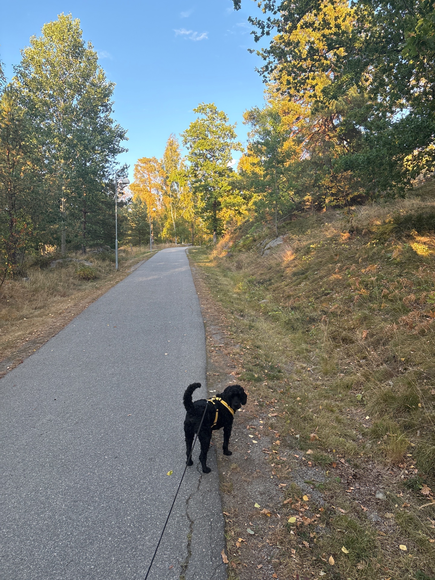 A scenic outdoor walk or run with a dog on a beautiful autumn trail! The paved path winds through fall foliage, making for a perfect cardio session in nature.