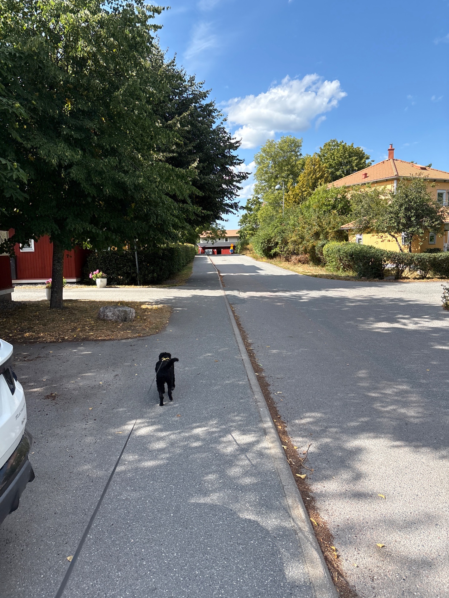 A dog walk or run through a scenic rural village street on a beautiful sunny day. Great outdoor cardio activity combining walking or light jogging with fresh air and natural surroundings!