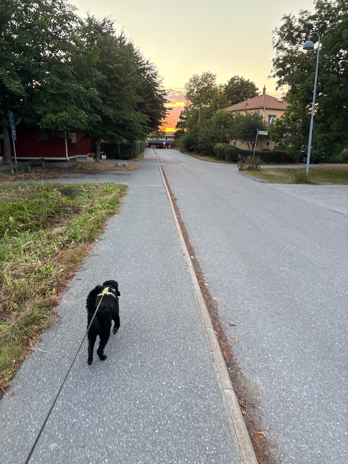 A scenic evening walk with a furry companion down a tree-lined path. Perfect low-impact cardio activity with a beautiful sunset backdrop!
