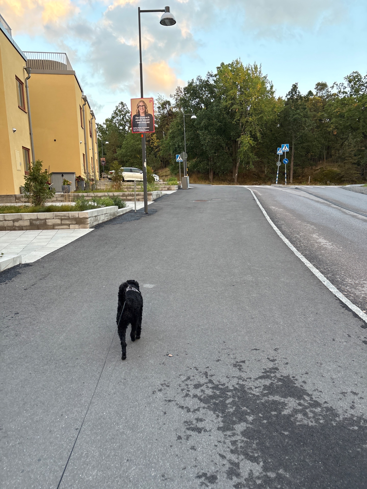 A dog running down a paved road in what appears to be a scenic suburban or rural area. This is an active outdoor cardio session captured from the dog's perspective!