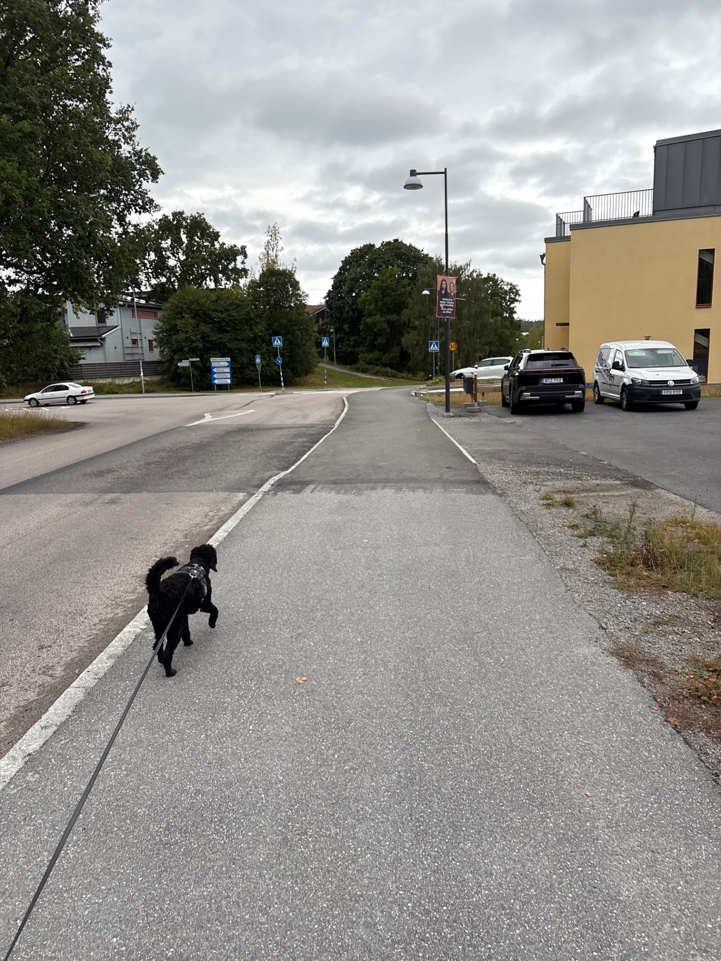A dog walk or jog through a paved area—great for low-impact outdoor cardio and getting steps in with a furry companion!